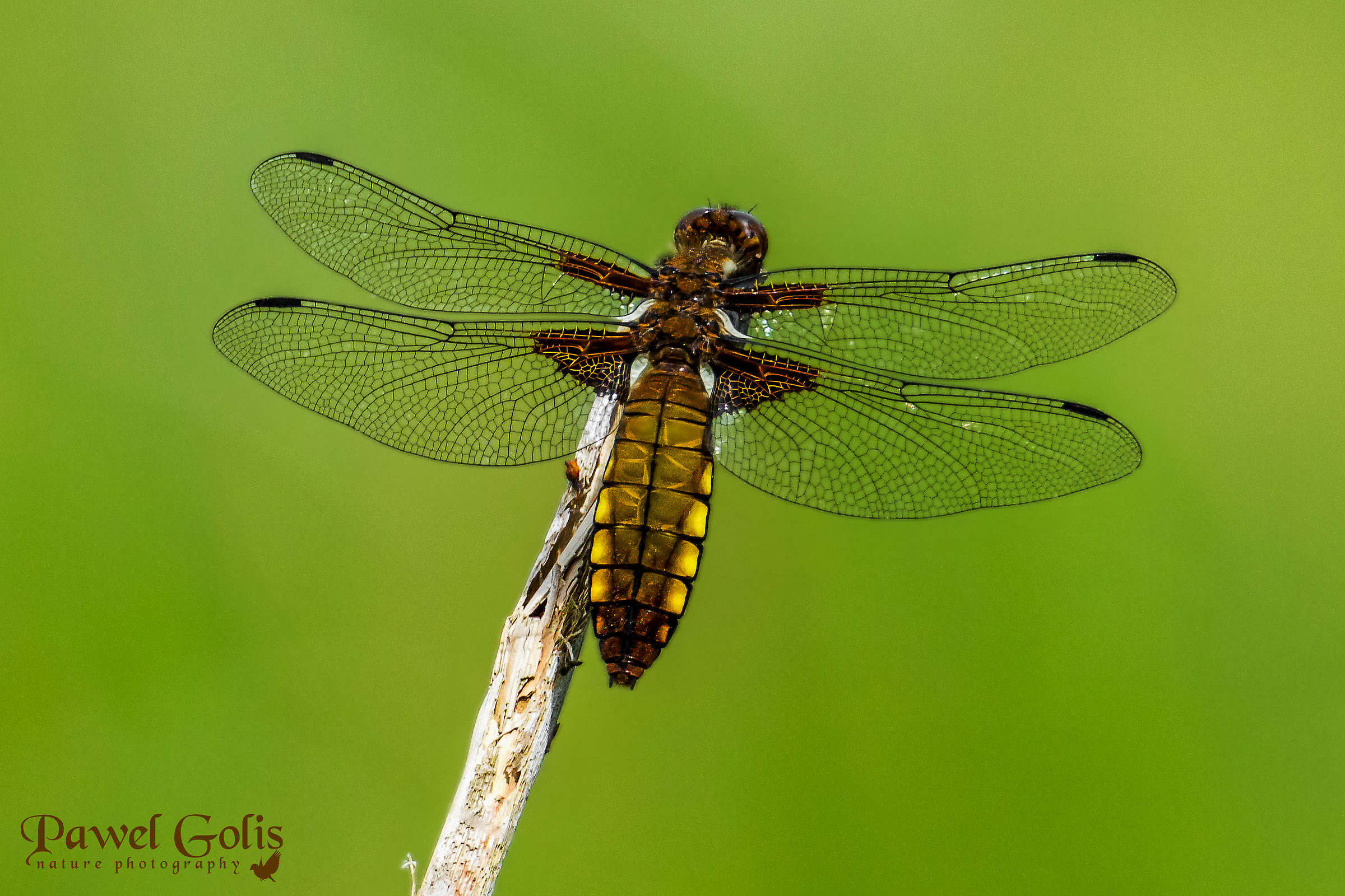 Libellula