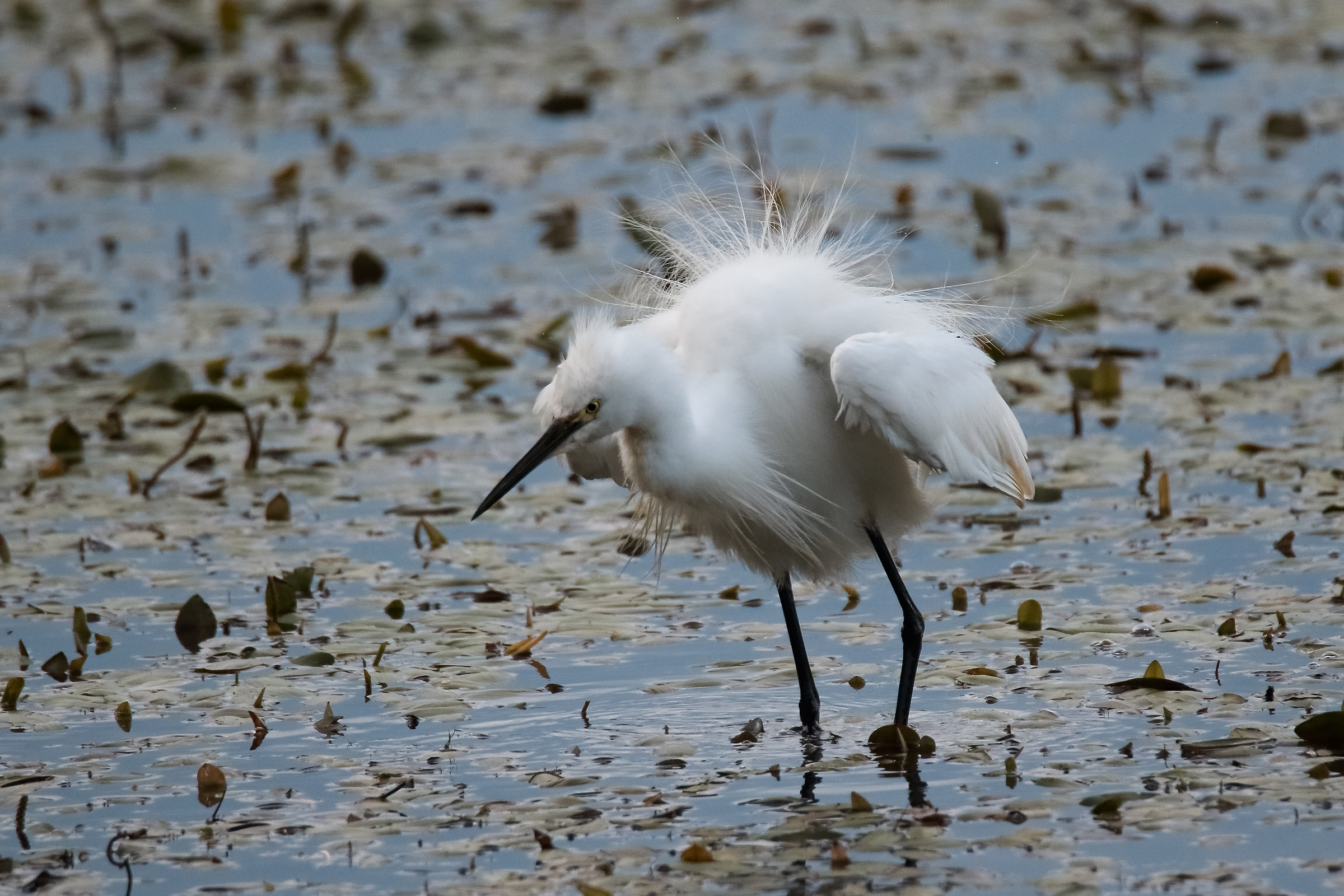 NOW I get angry little guy