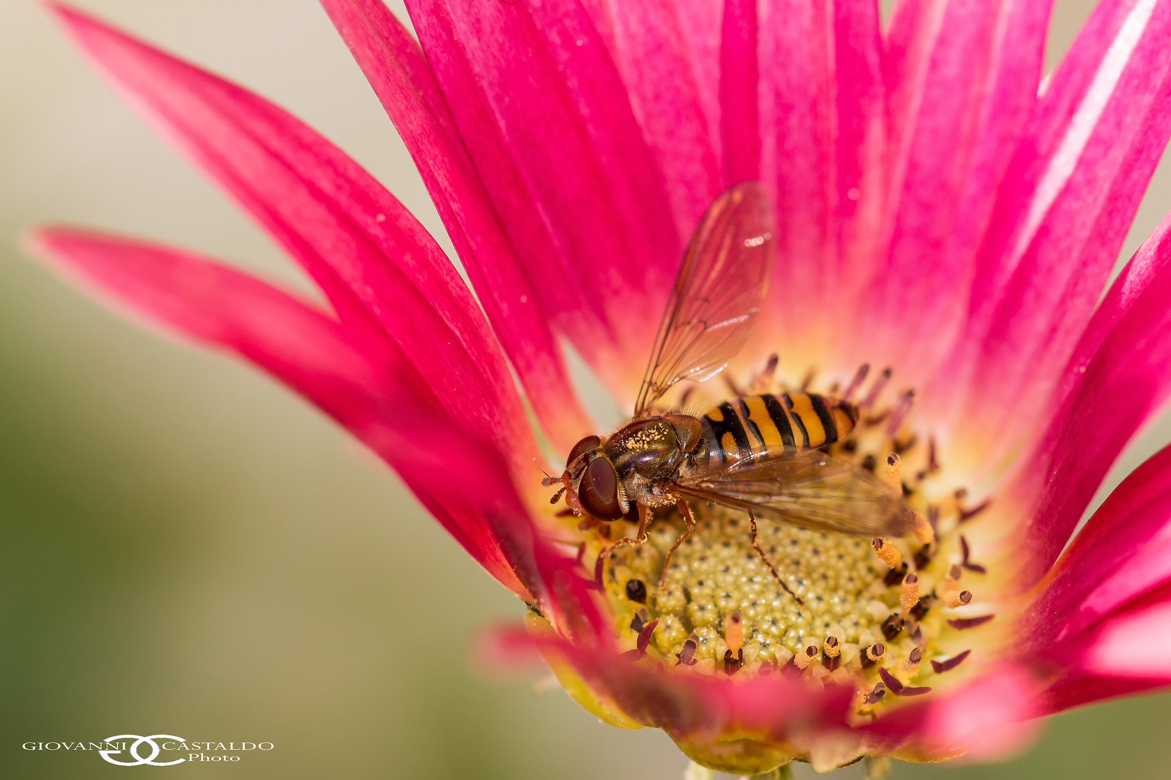 Hoverfly