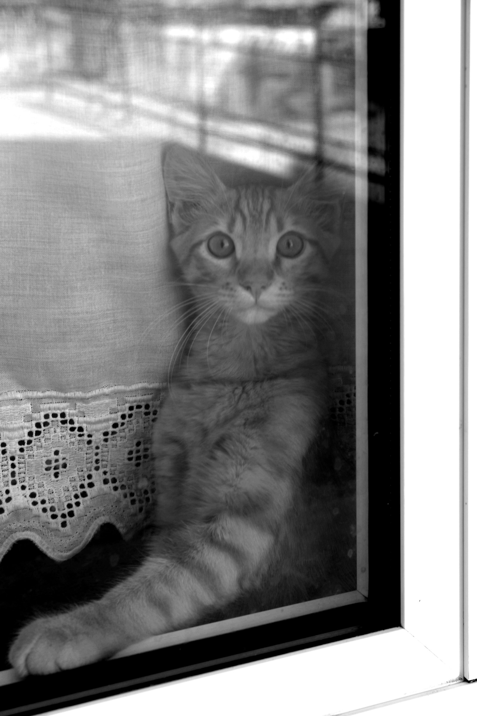 Di guardia alla finestra