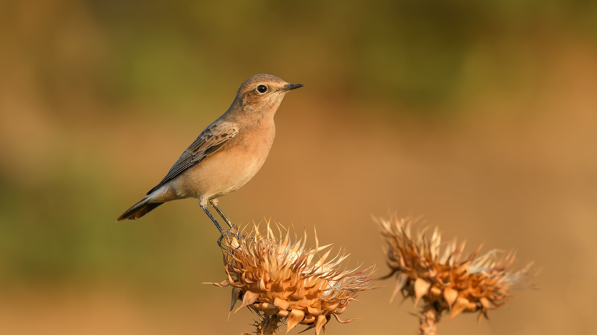 Northern Wheatear » Oenanthe oenanthe