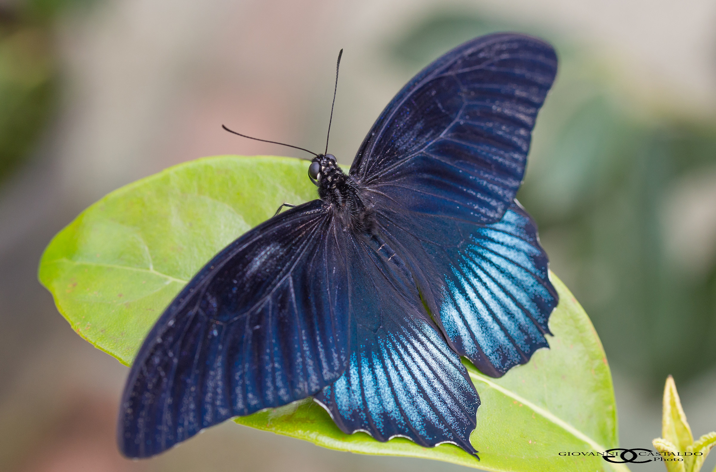 Papilio memnon
