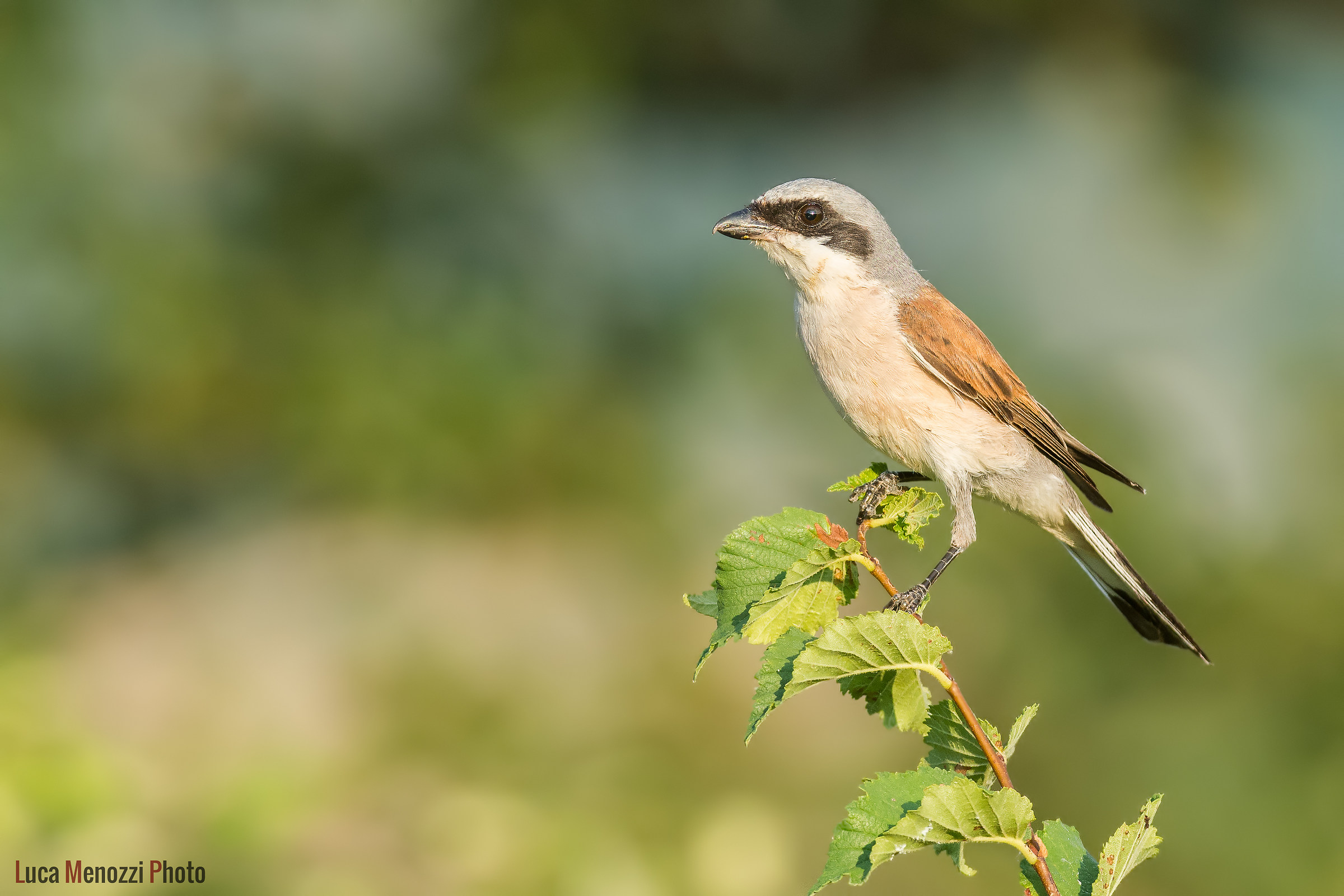 Shrike