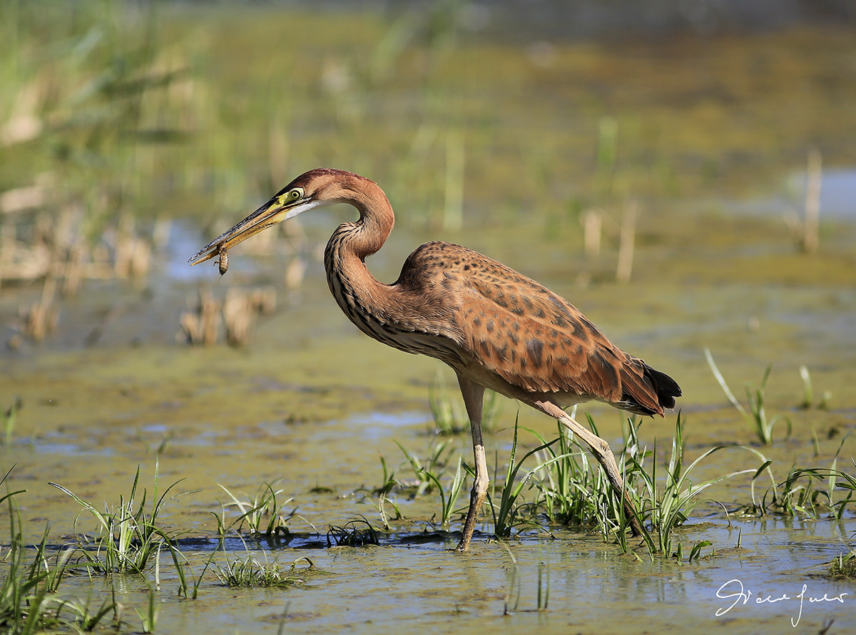 purple heron with mole cricket