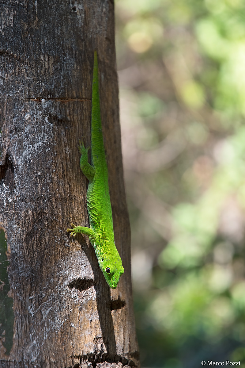 Day Gecko