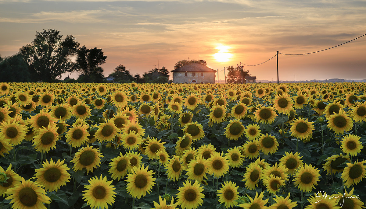 Sunset on sunflowers