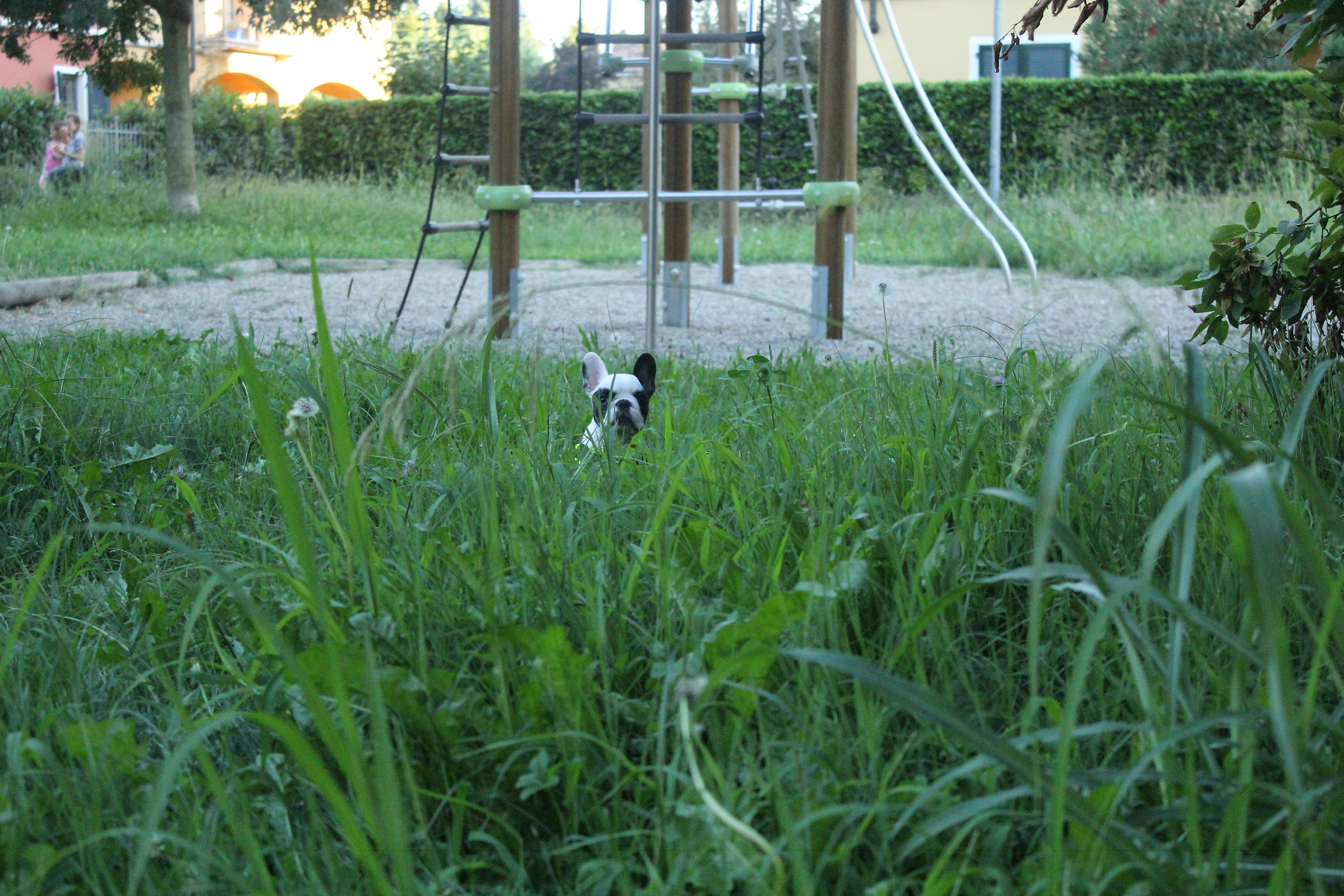 Un panda nella foresta