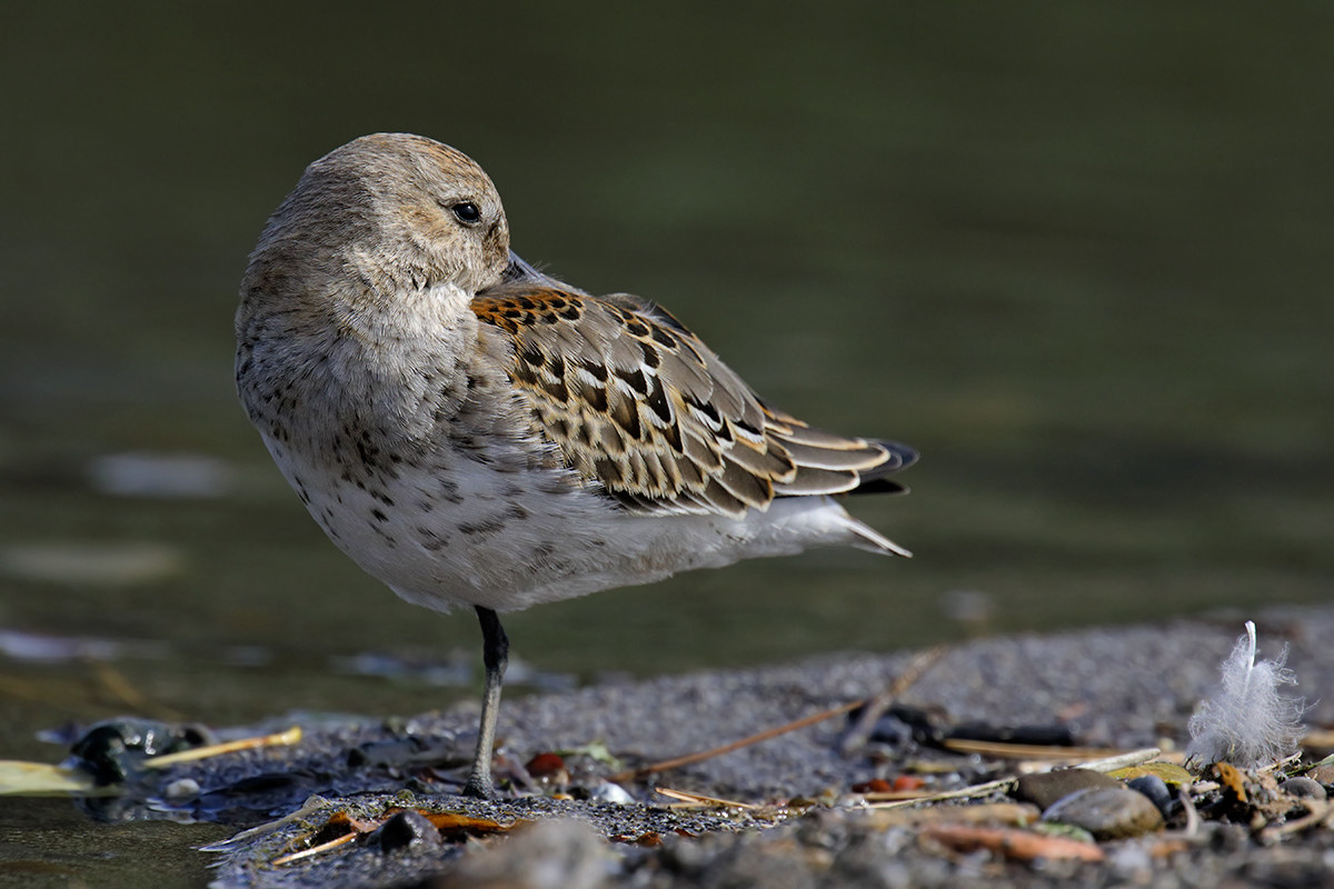 Piovanello Pancianera