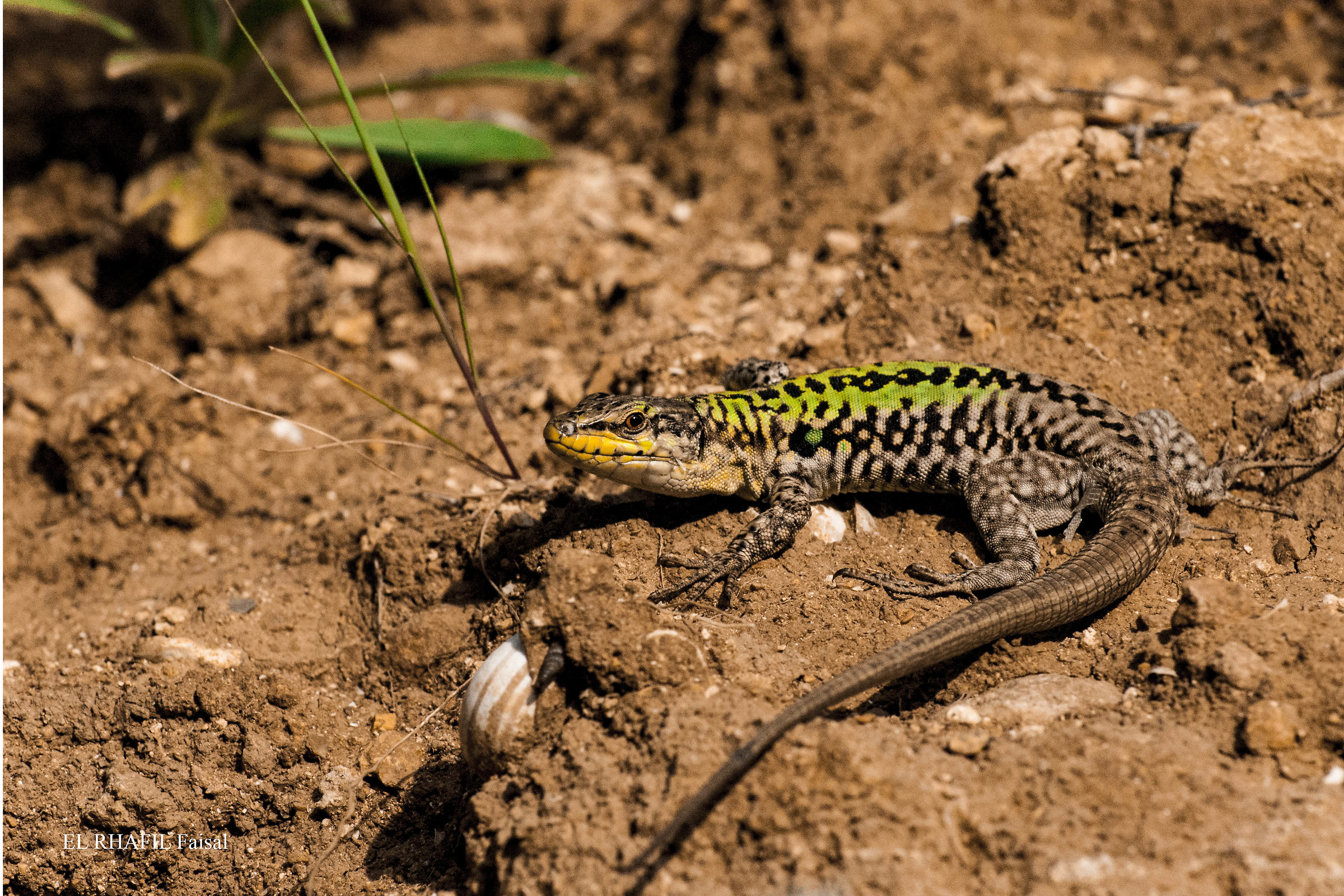 Podarcis Sicula