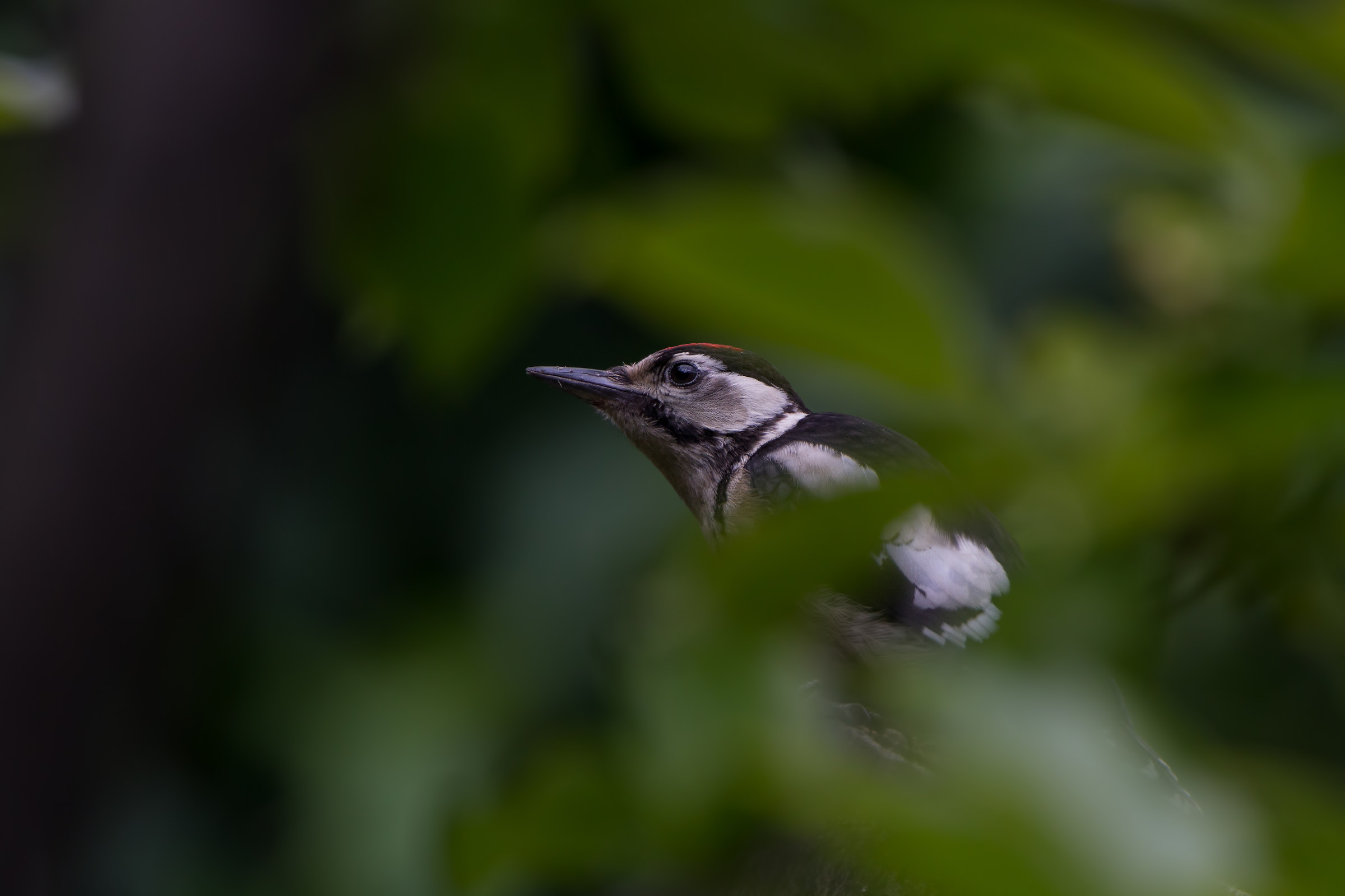 framed spotted woodpecker