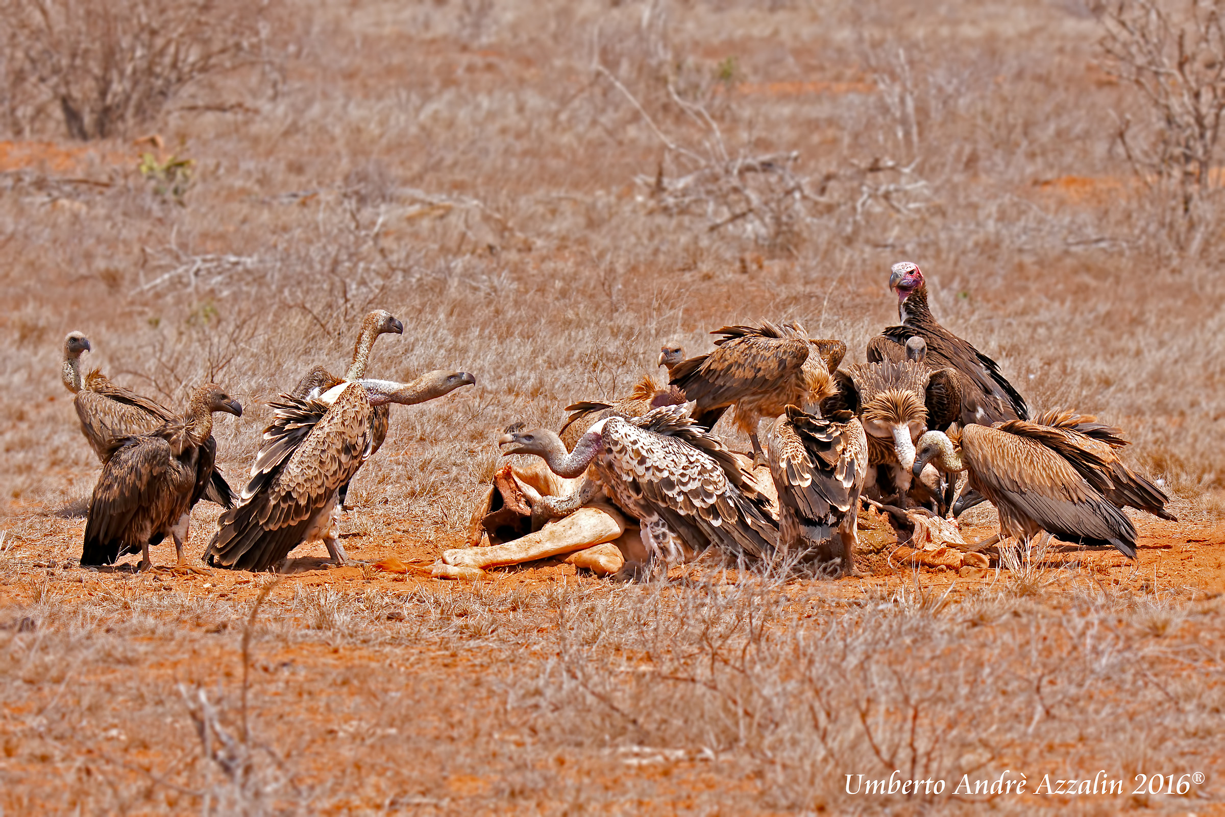 Il banchetto è servito