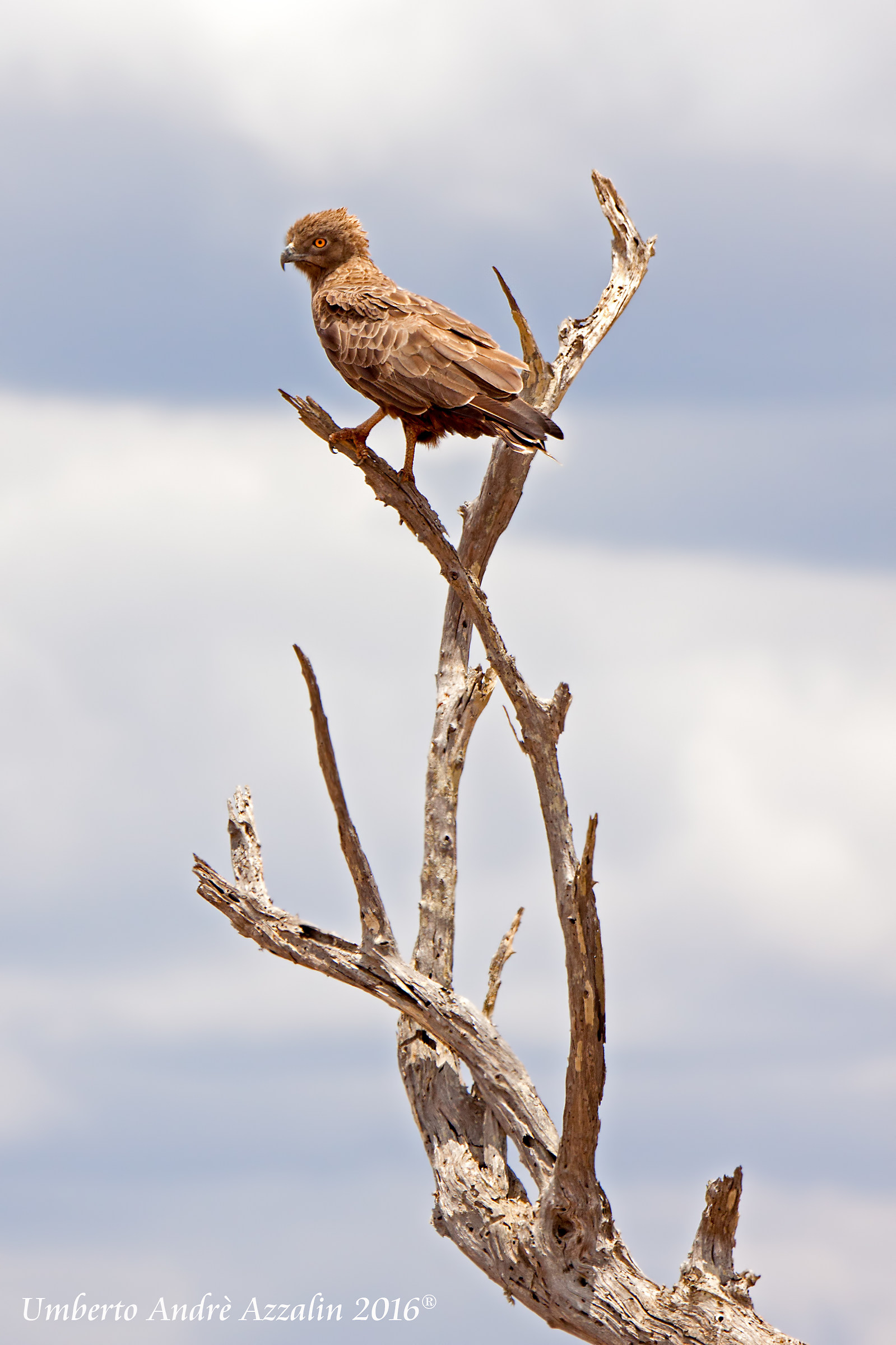 Sinceramente.......non ti conosco