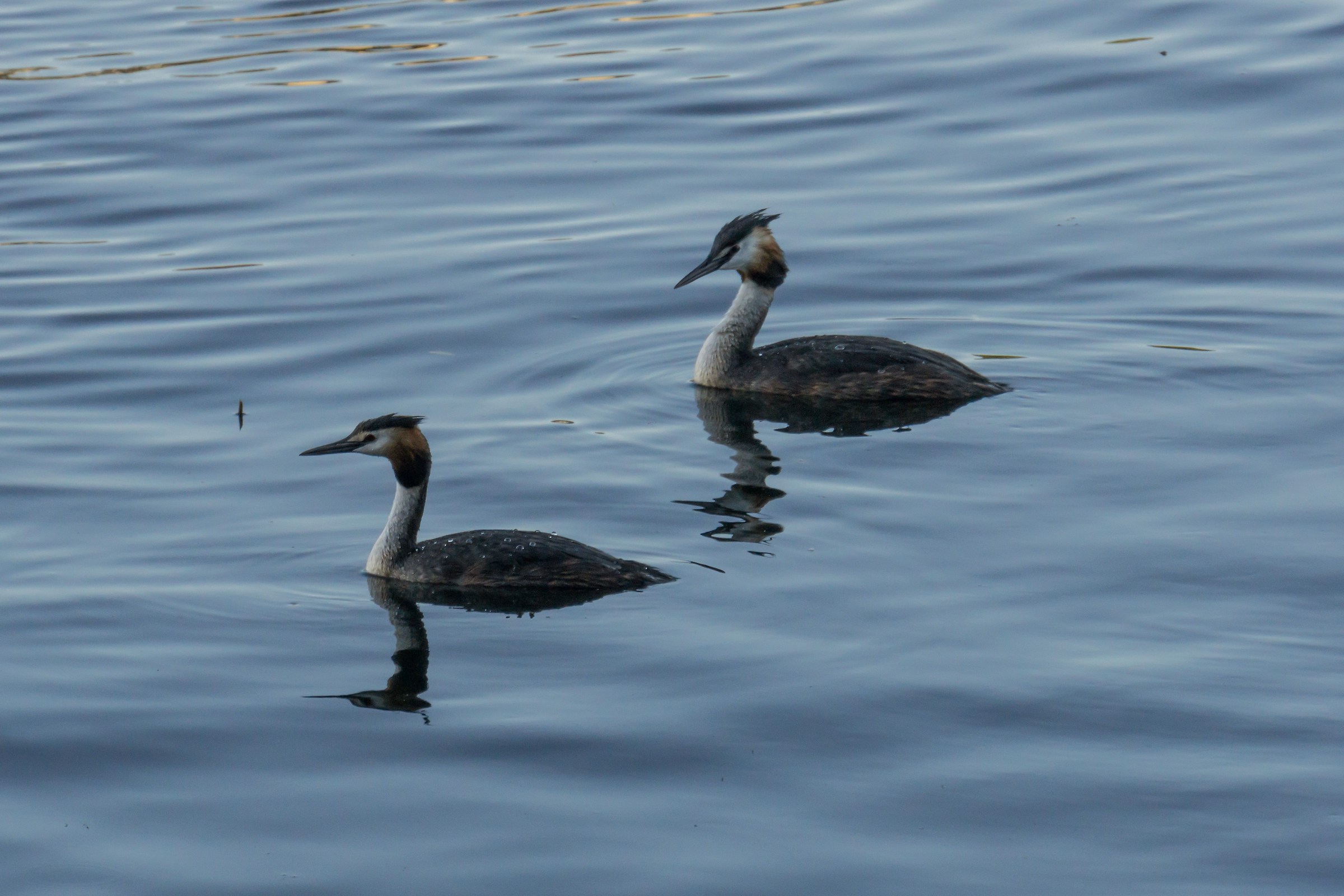 Coppia di svassi vanitosi