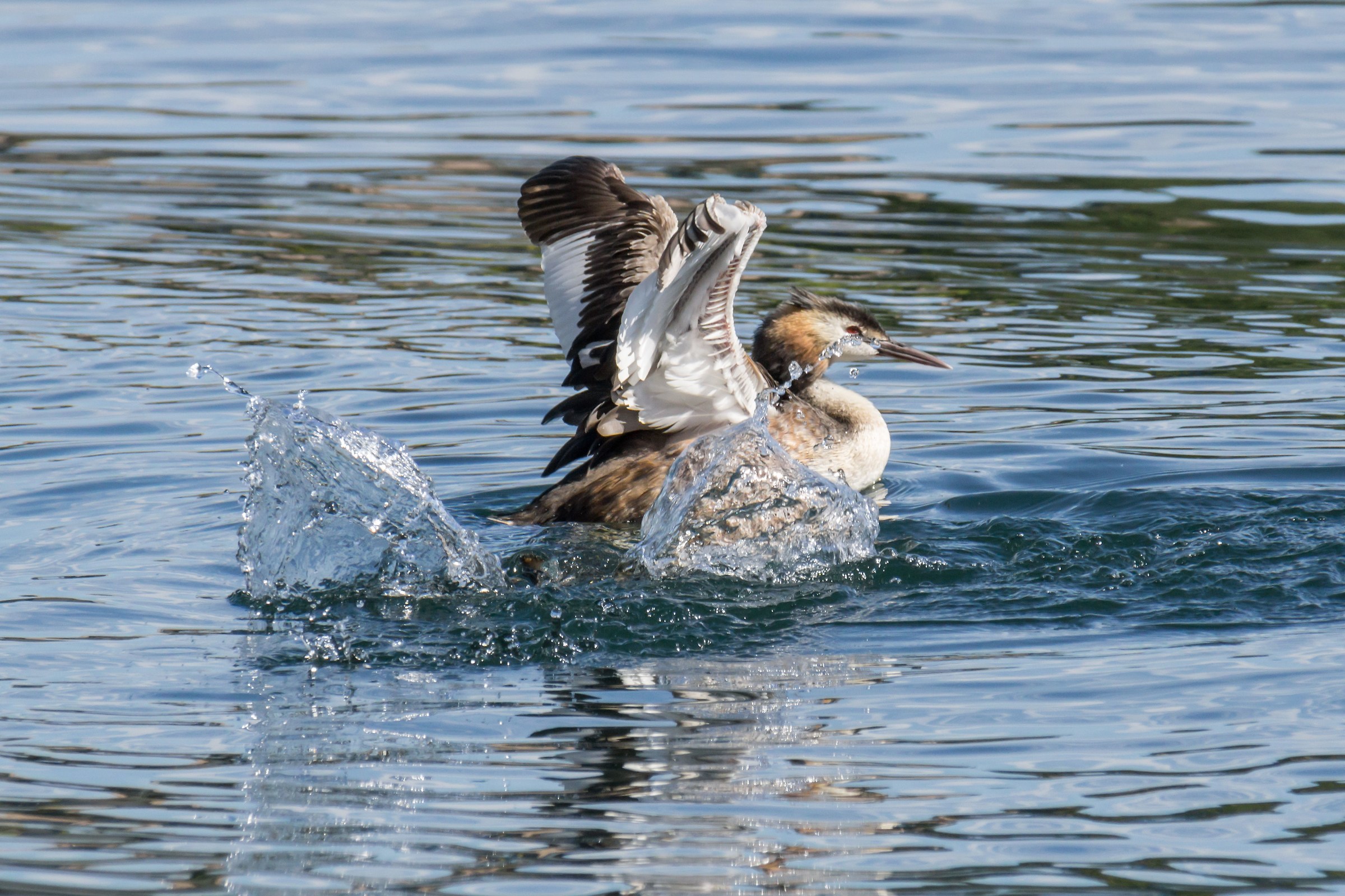 Svasso con pulcino che si immerge - 2