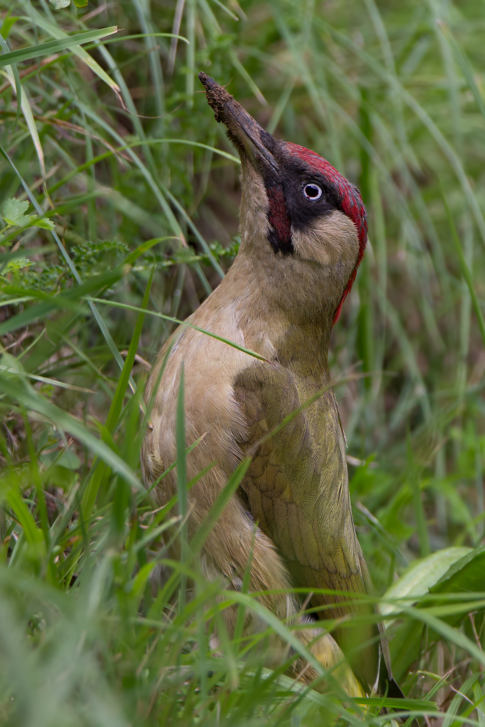 My first green woodpecker