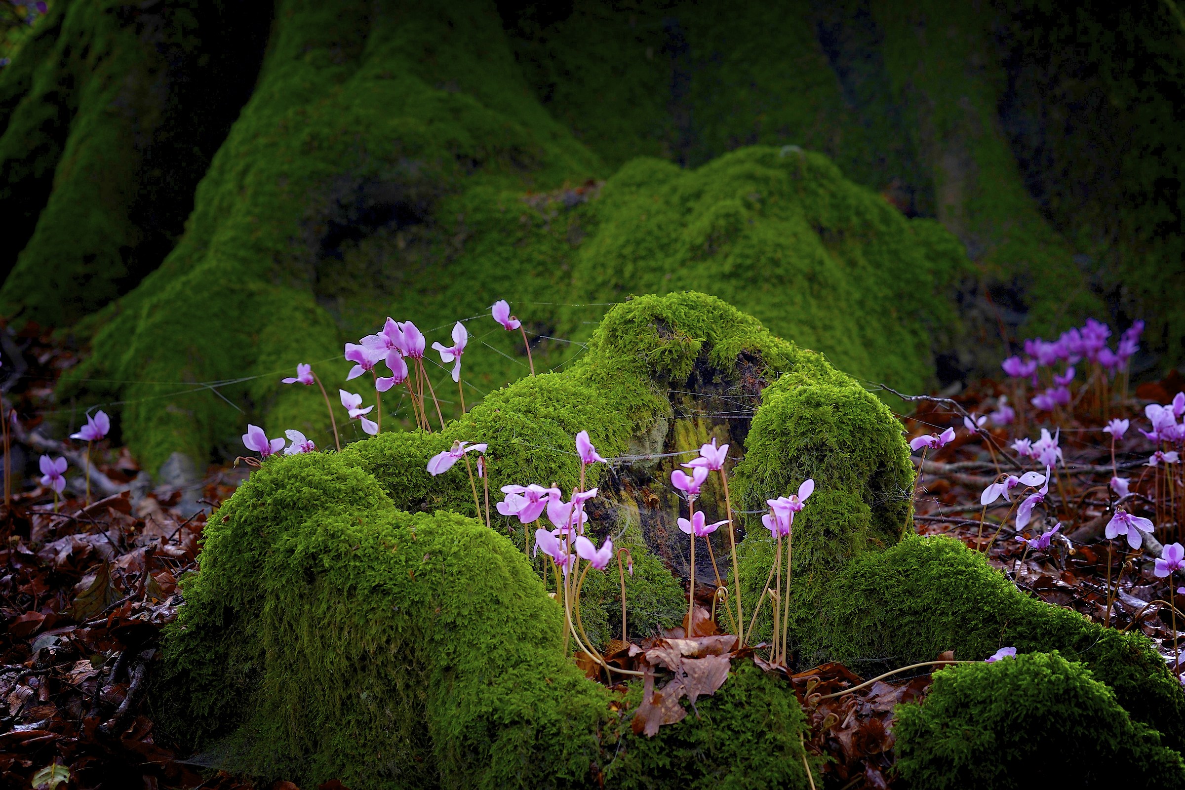 The thread that unites ...