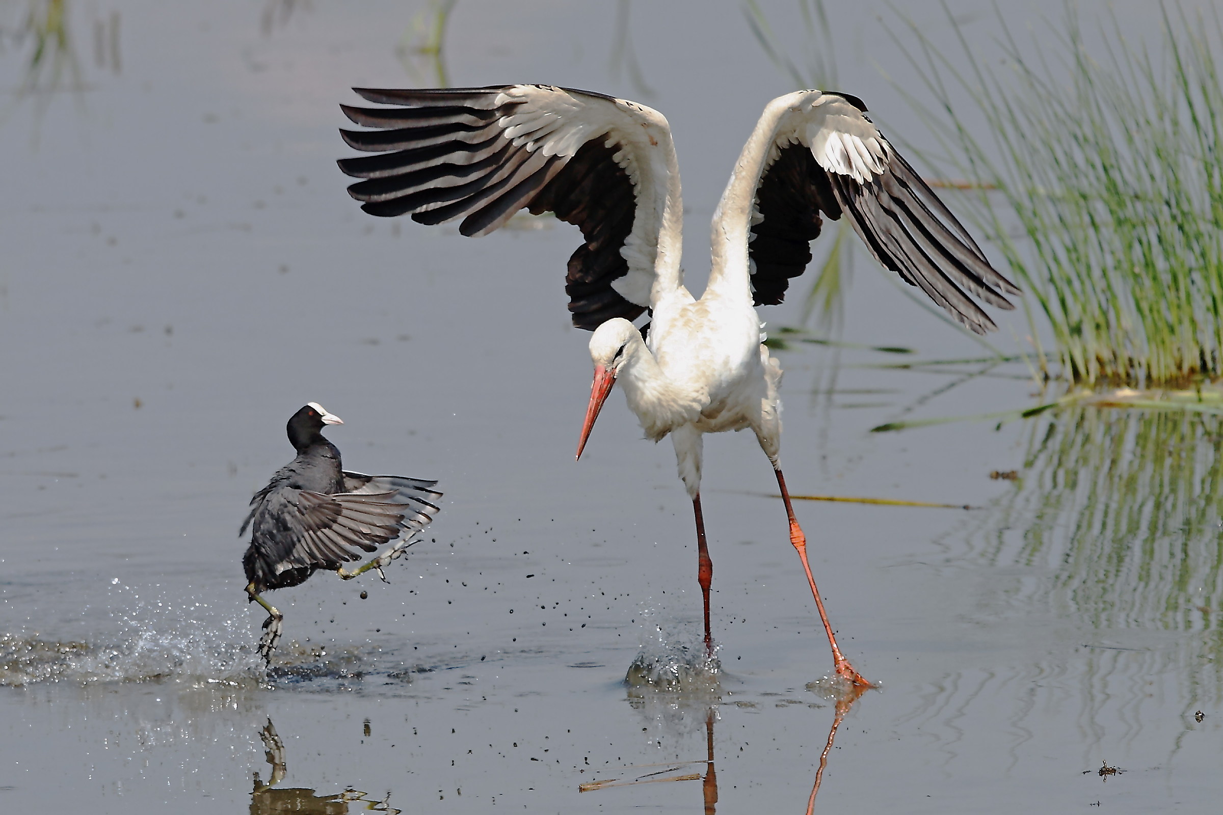 Coot and the white stork