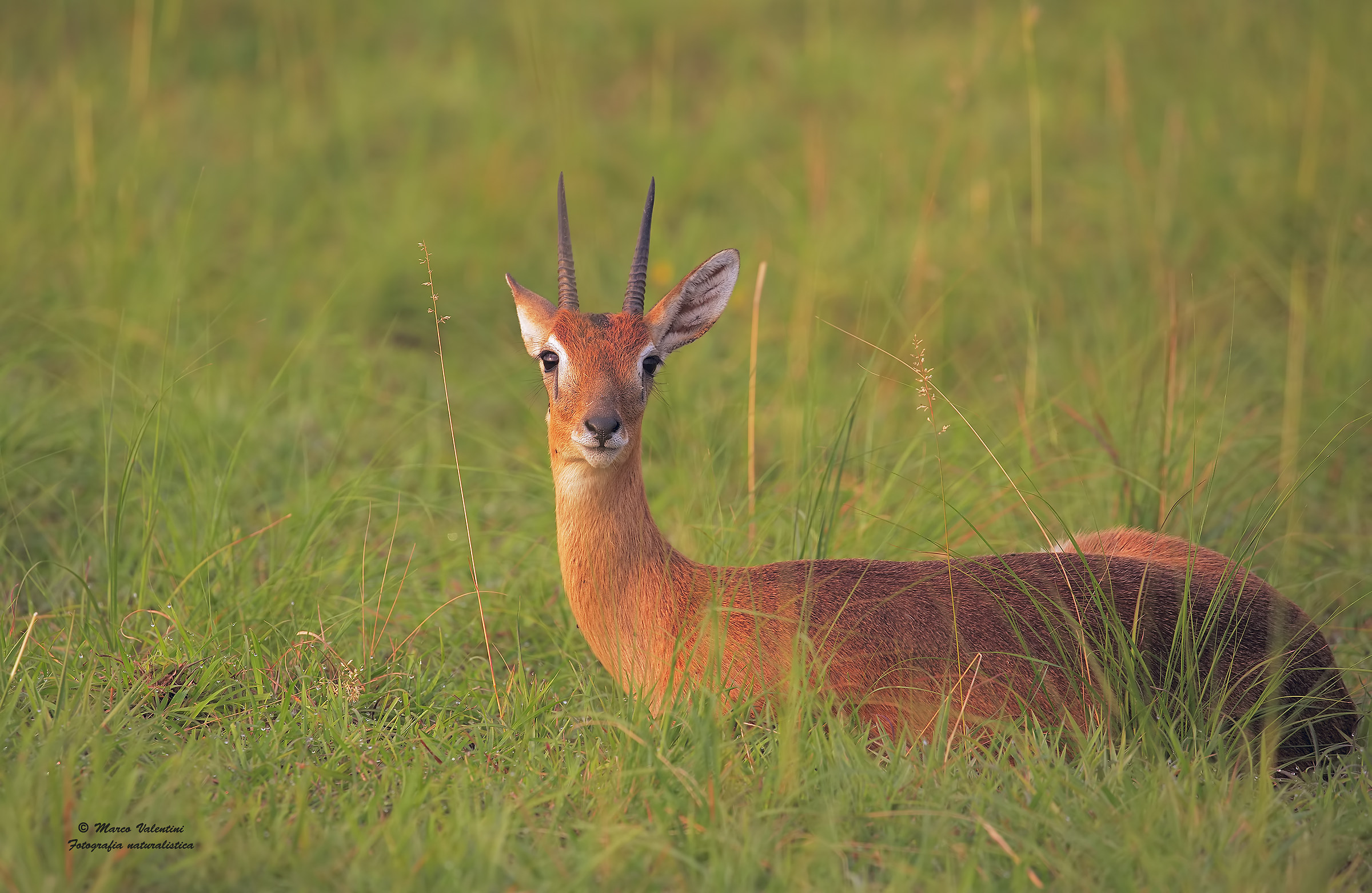 Oribi