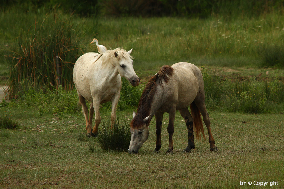 Ho un peso sulla schiena