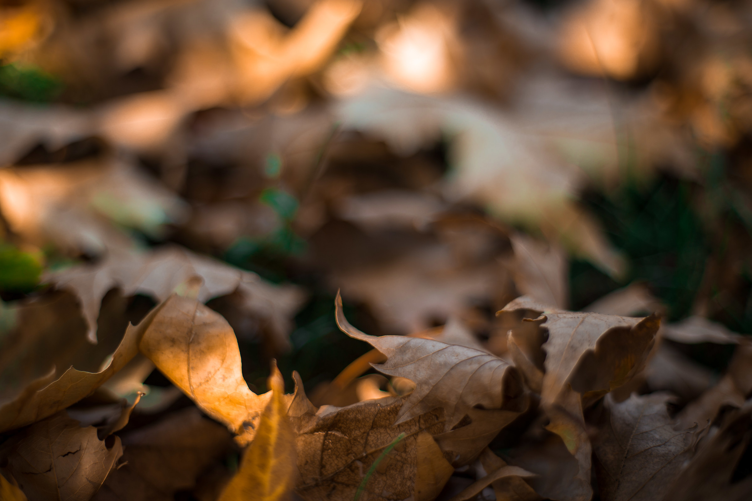 L'autunno sta arrivando