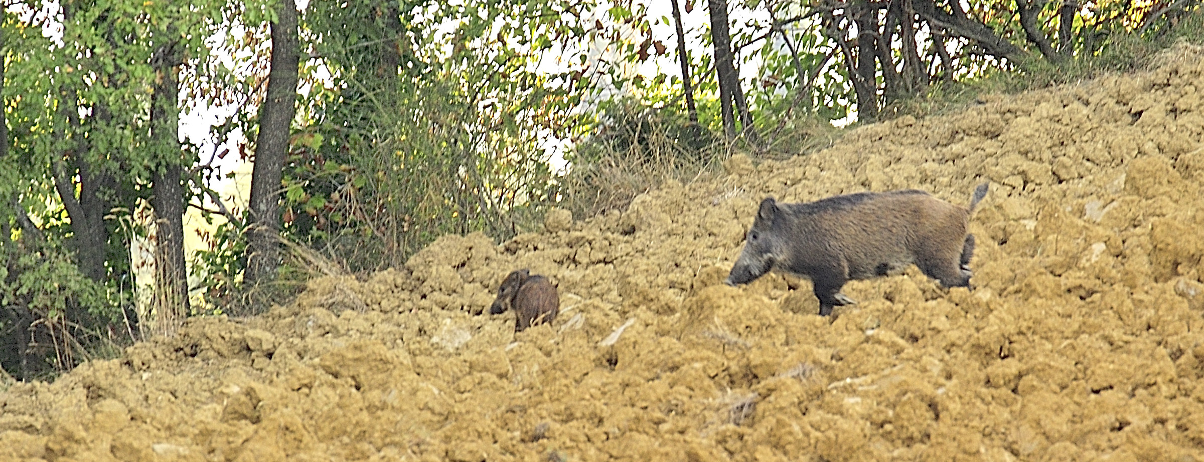 Go small forest is safer