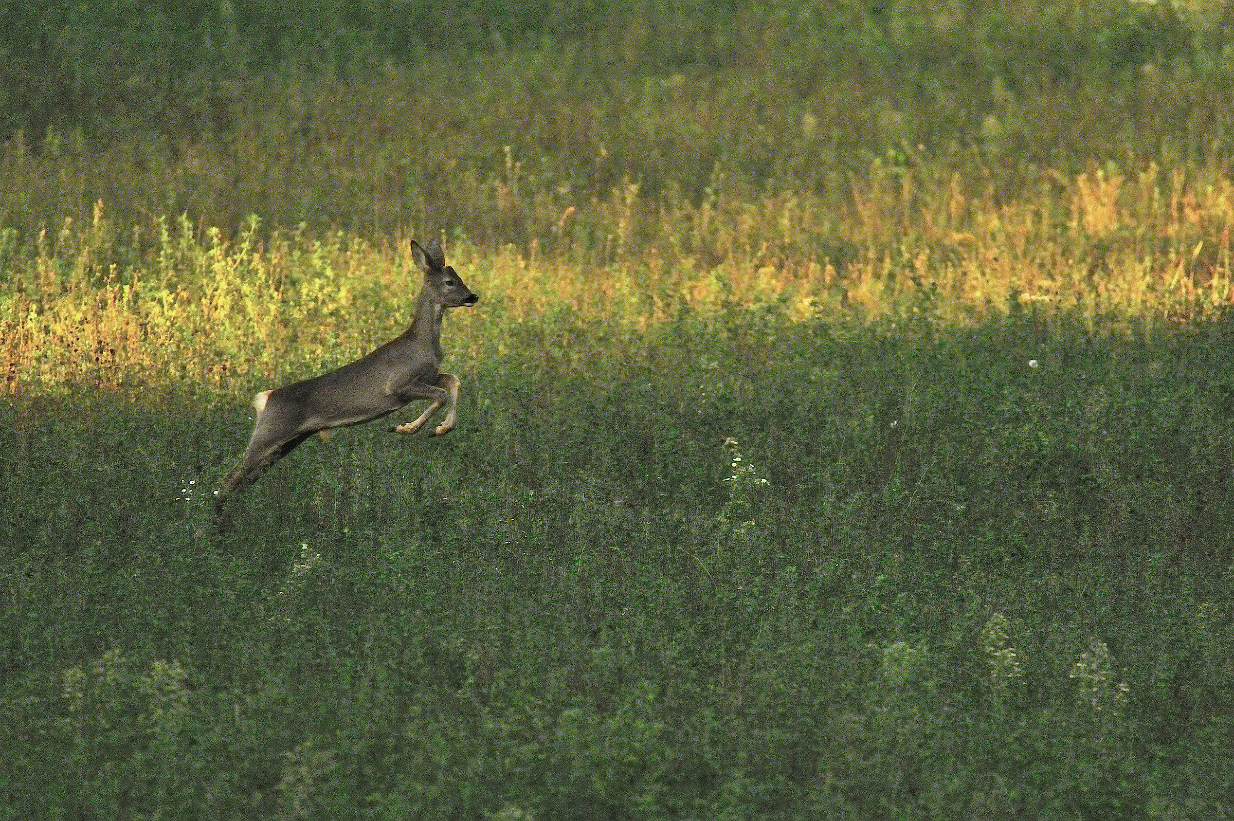 Energy and elegance 1