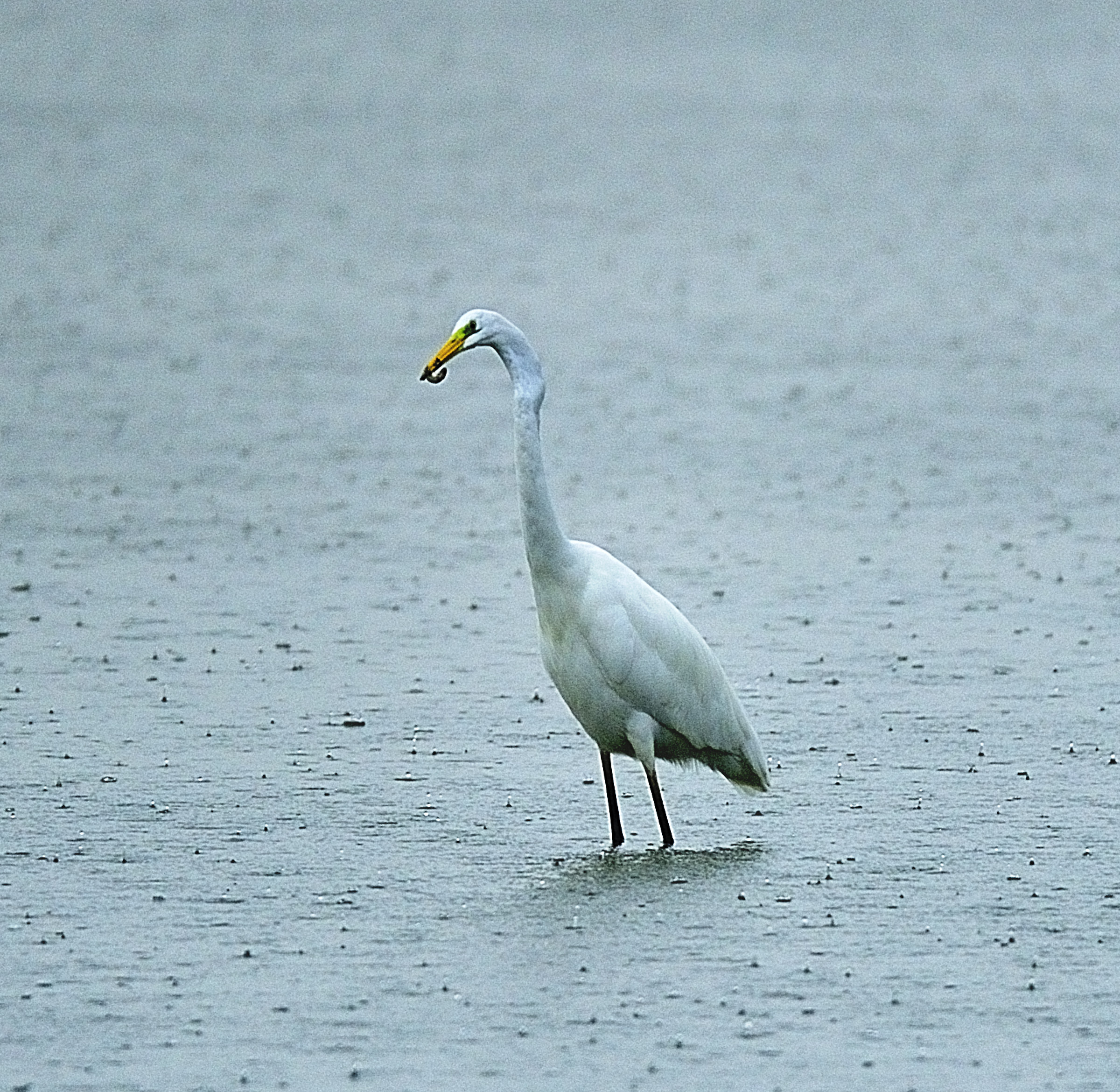 White heron at breakfast