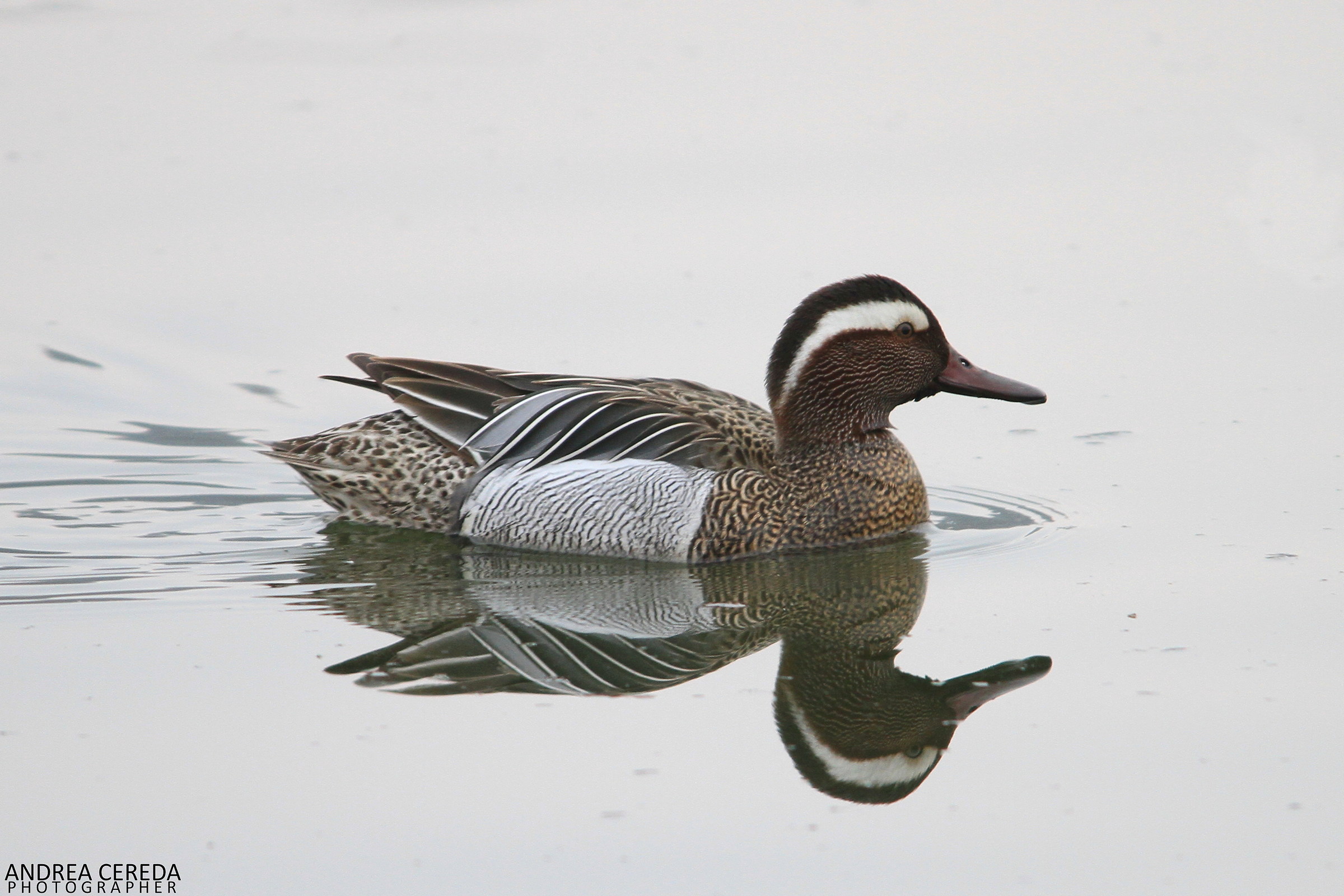 Anas querquedula - Marzaiola maschio