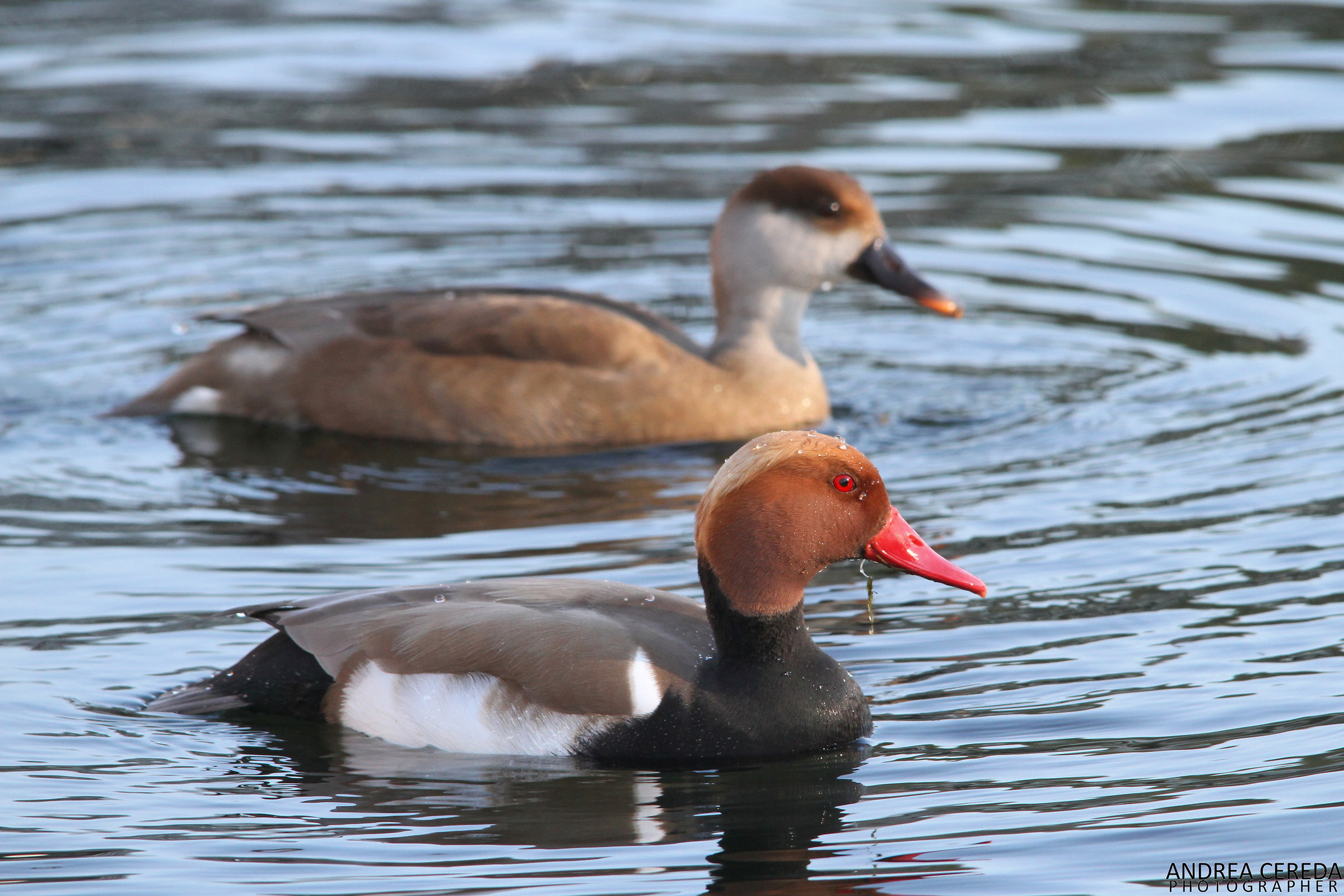 Netta rufina - Fistioni turchi (maschio e femmina)
