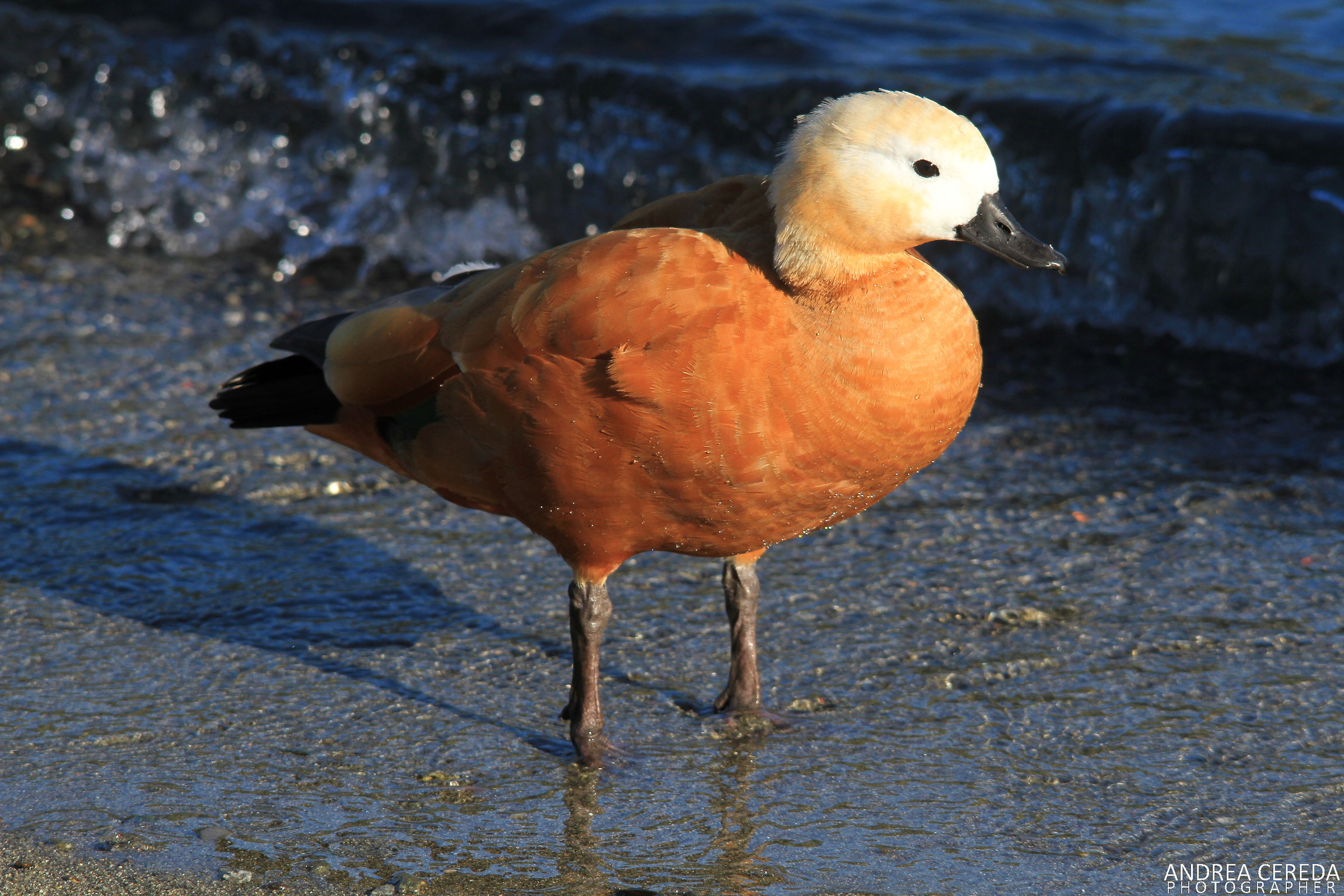 Tadorna ferruginea -Casarca femmina