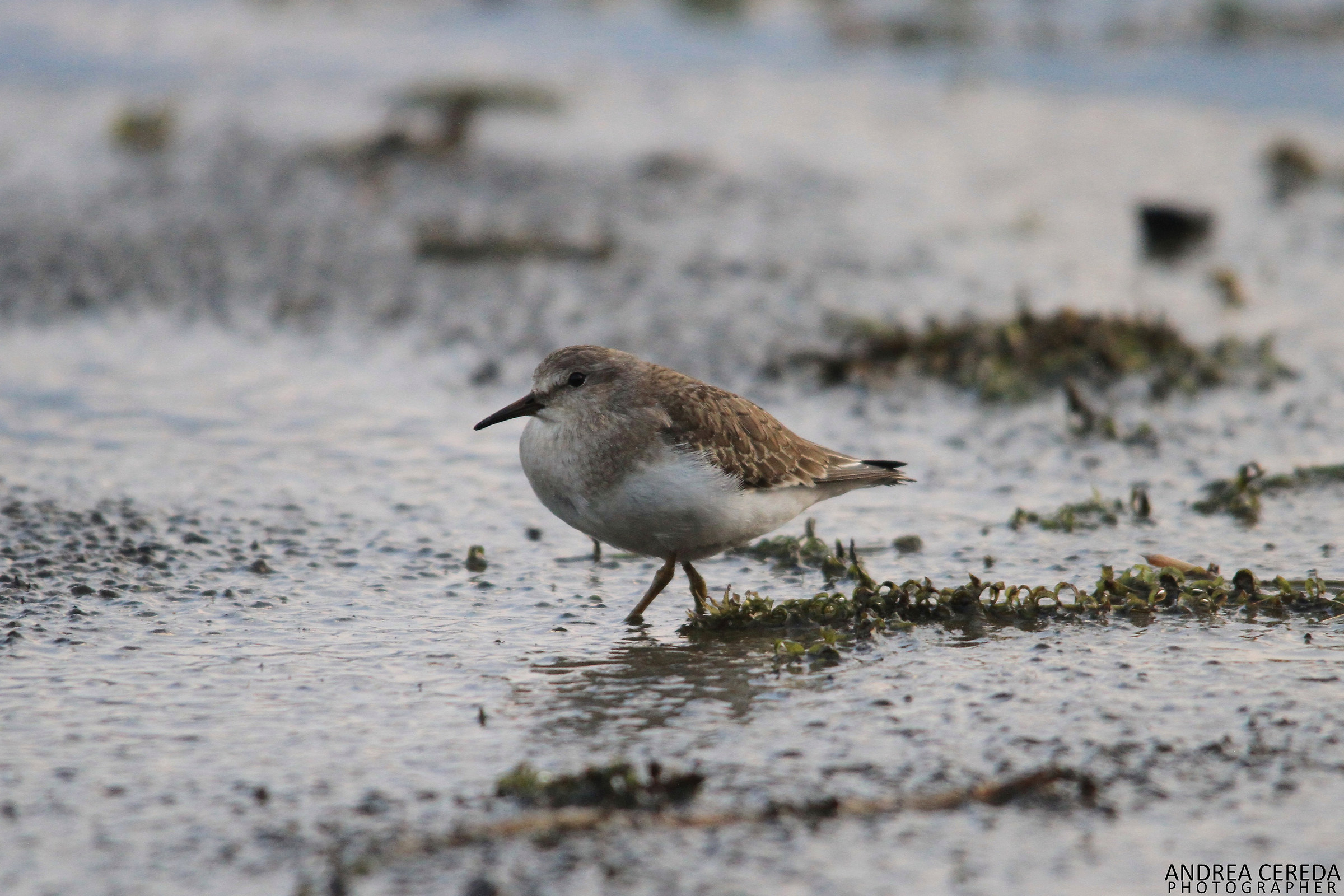 Calidris temminckii - Temminck's Stint