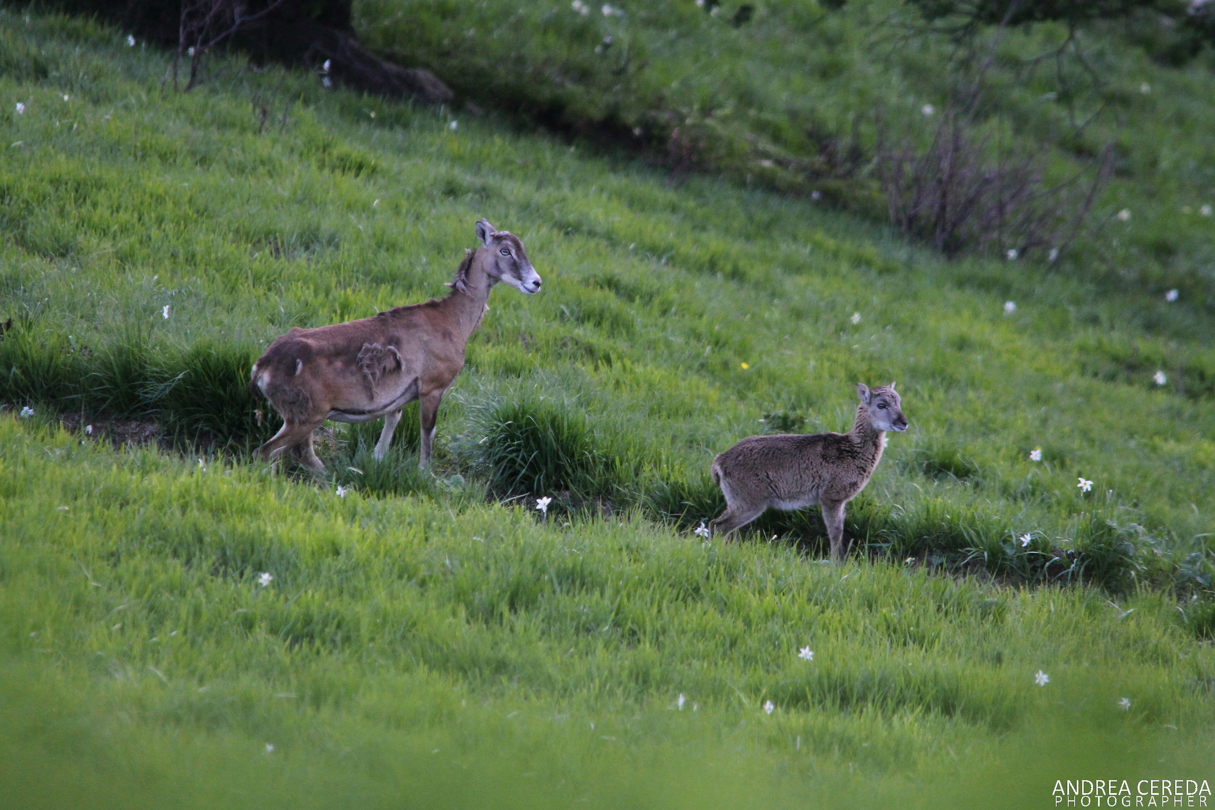 Ovis musimon - Mufloni