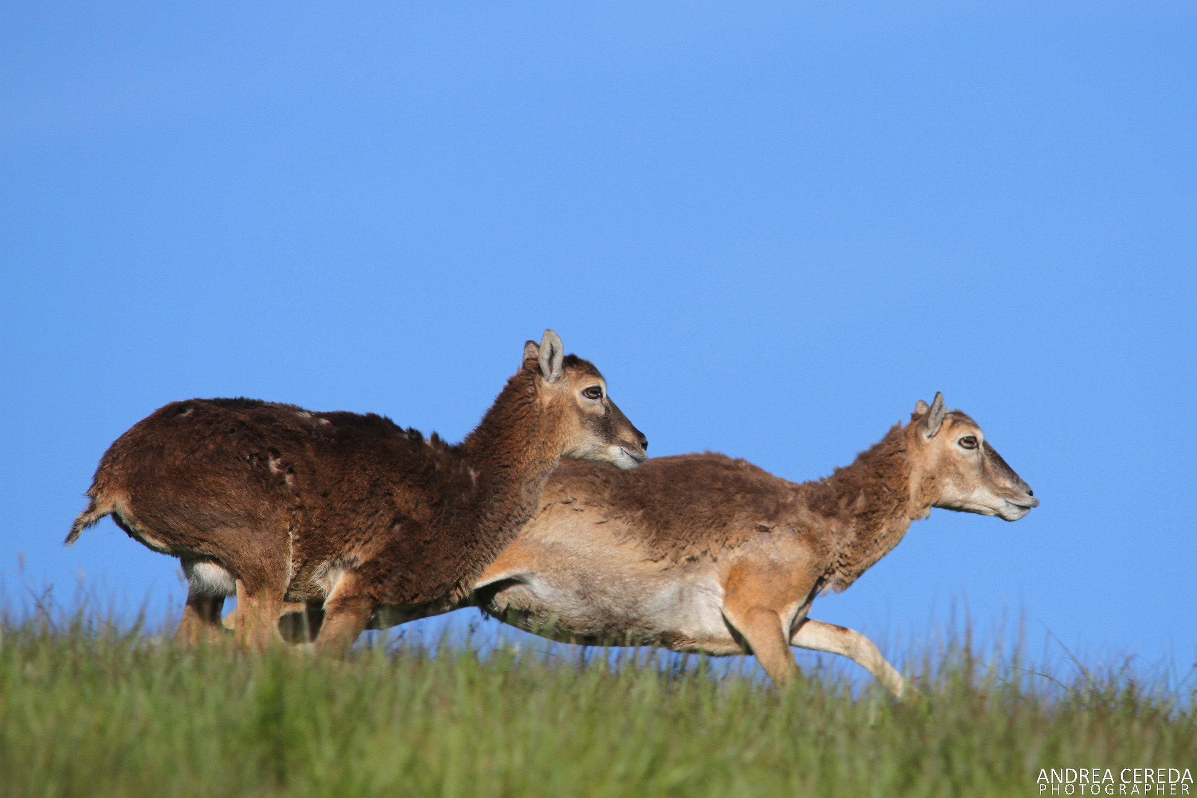 Ovis musimon - Mufloni femmina