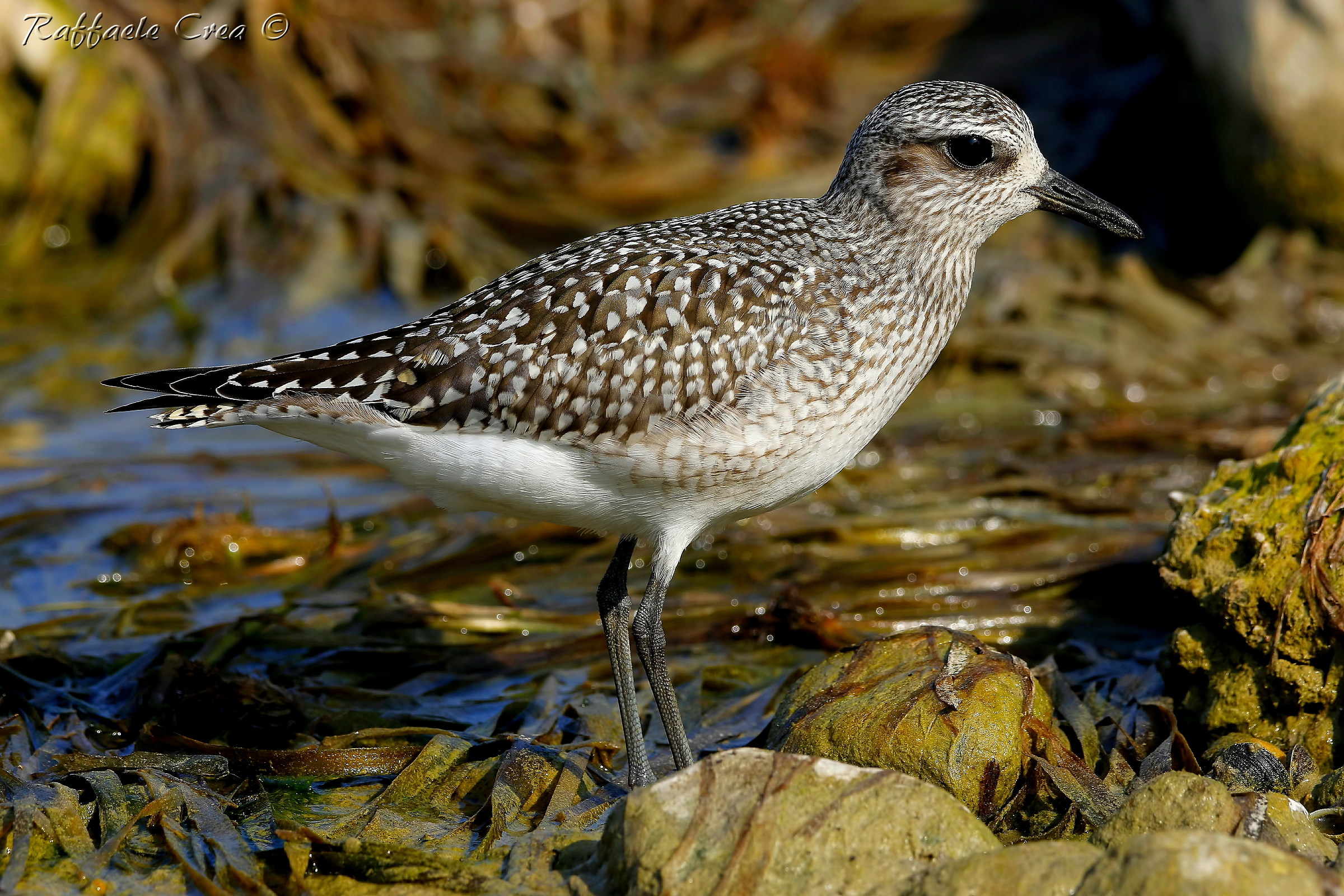 Grey Plover