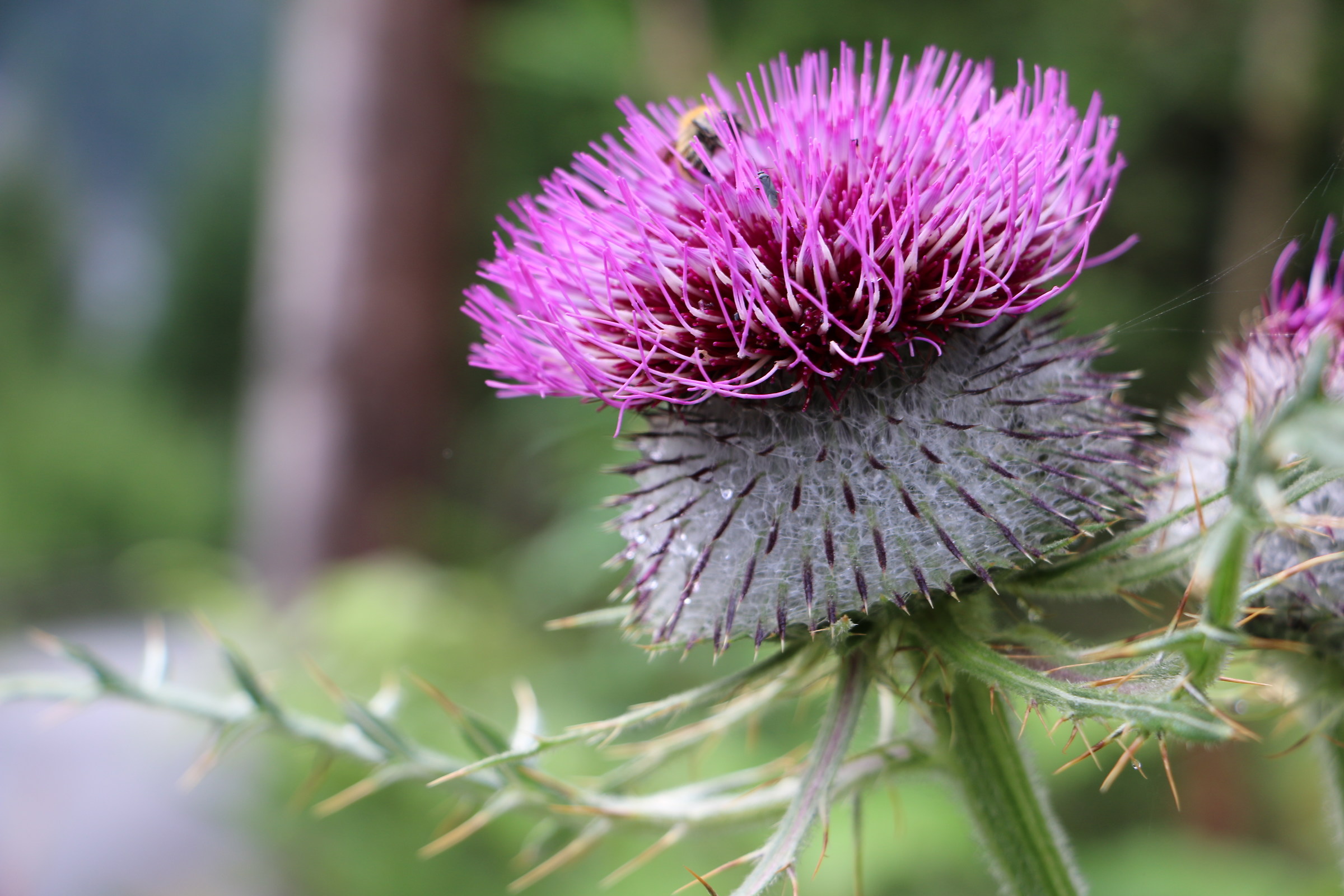 When and 'blooming, and' a show