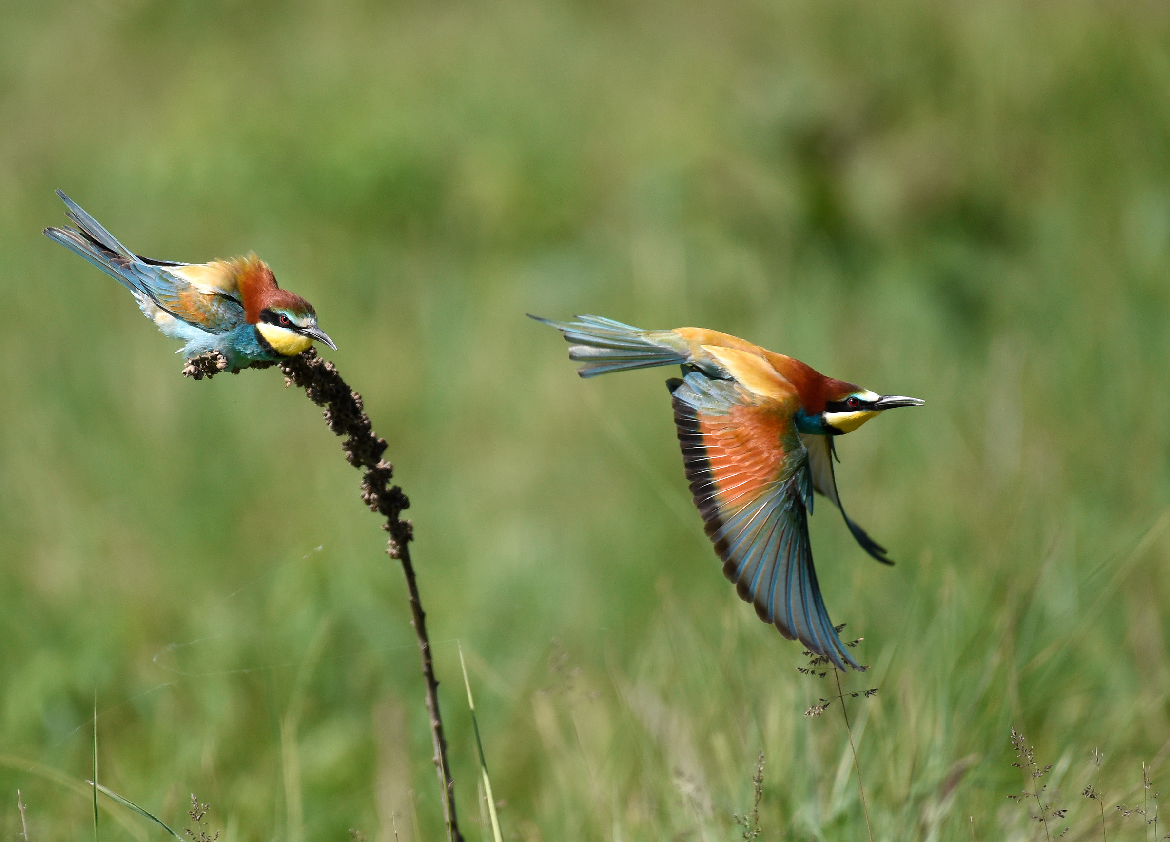 gruccione in partenza