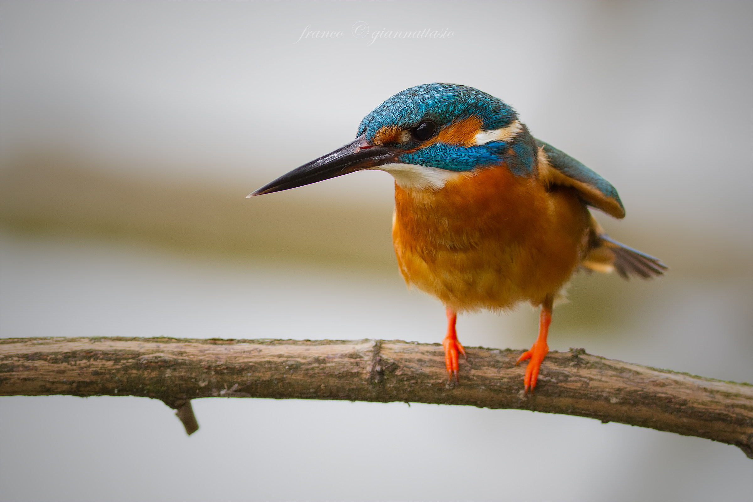 Kingfisher very close.