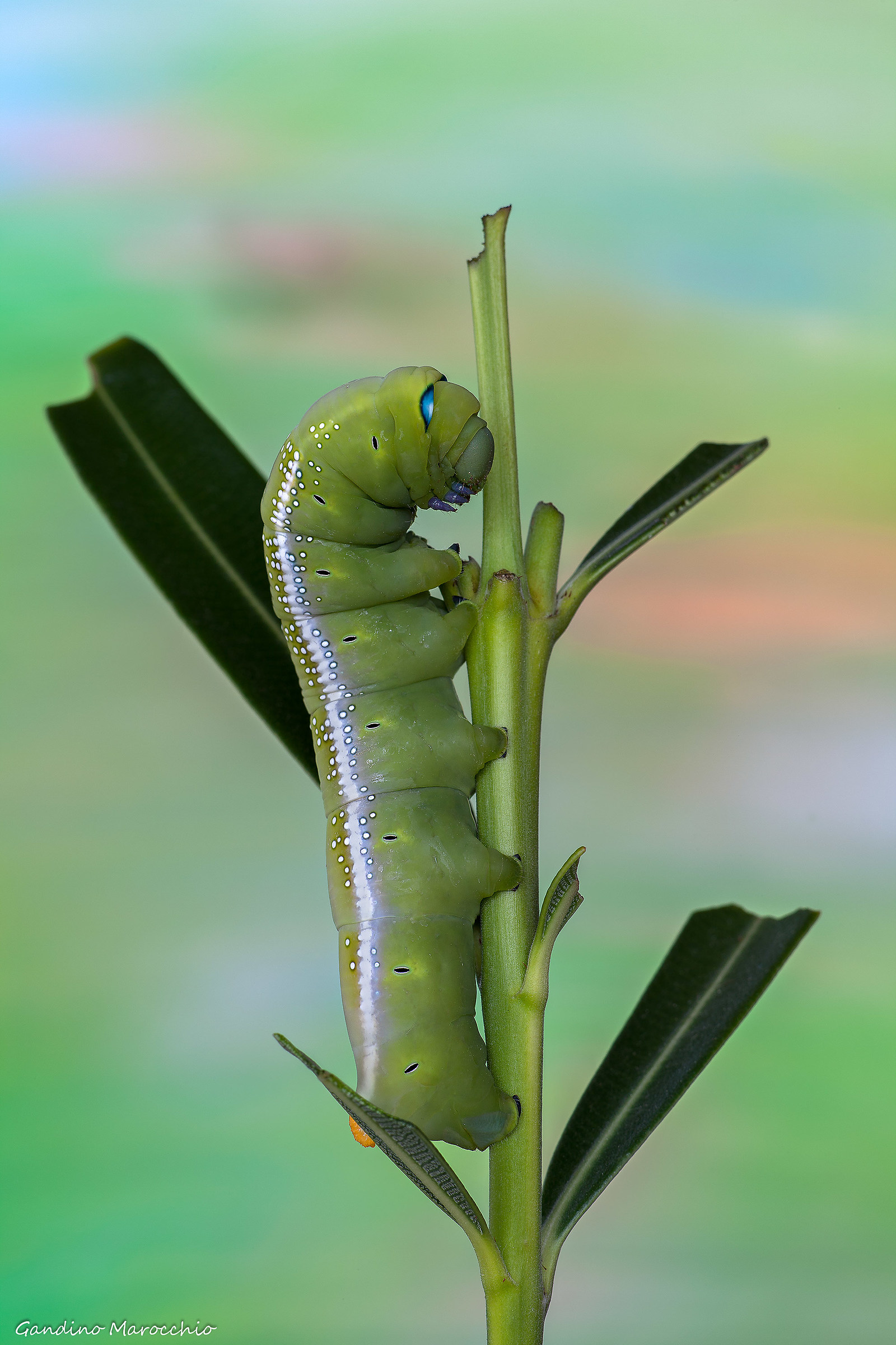 Dapnis Nerii     (sfinge dell'oleandro)