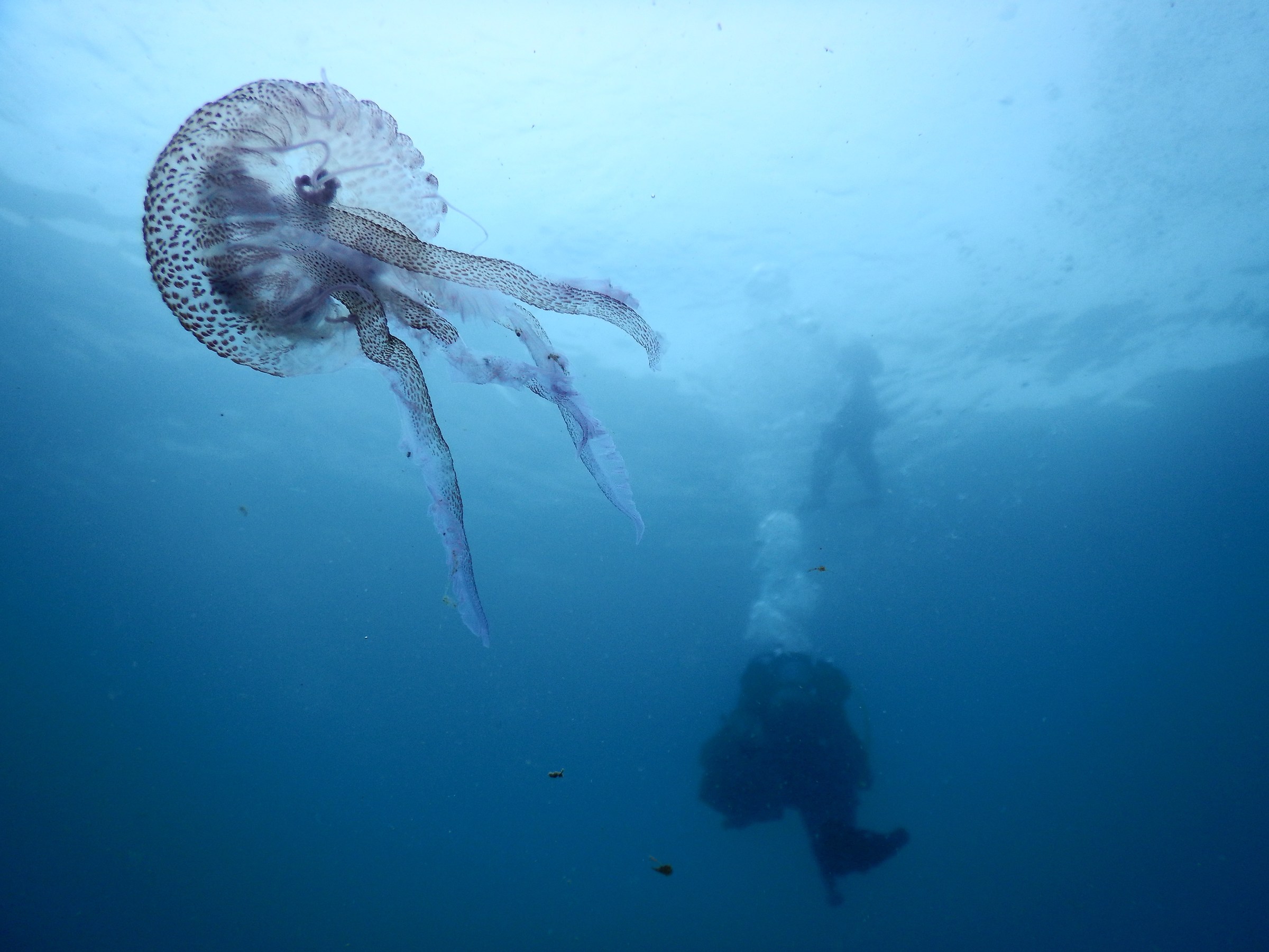 Pelagia nocticula, Capo Noli
