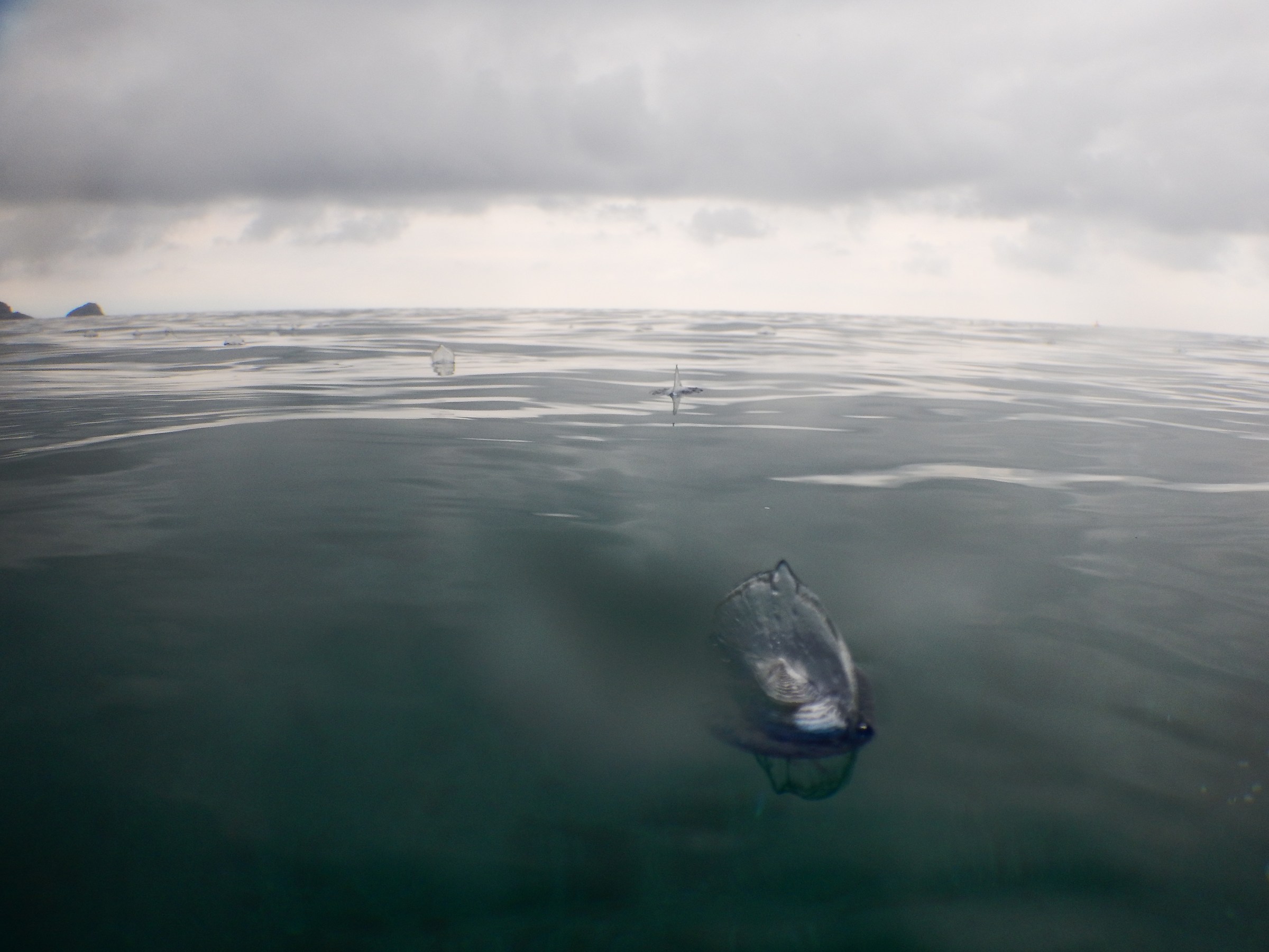 Velella velella, Capo Noli