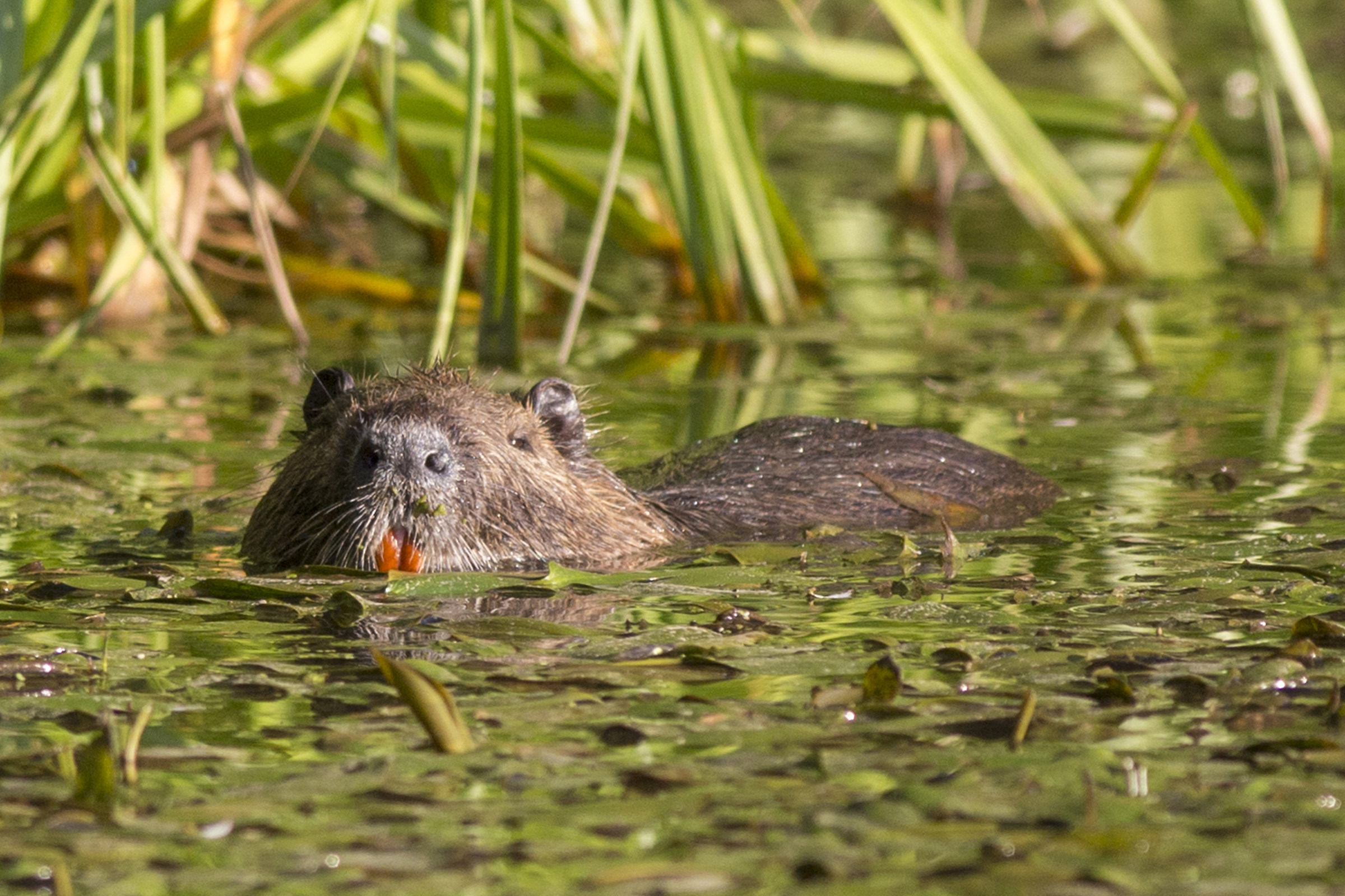 Il "sorriso" della Nutria