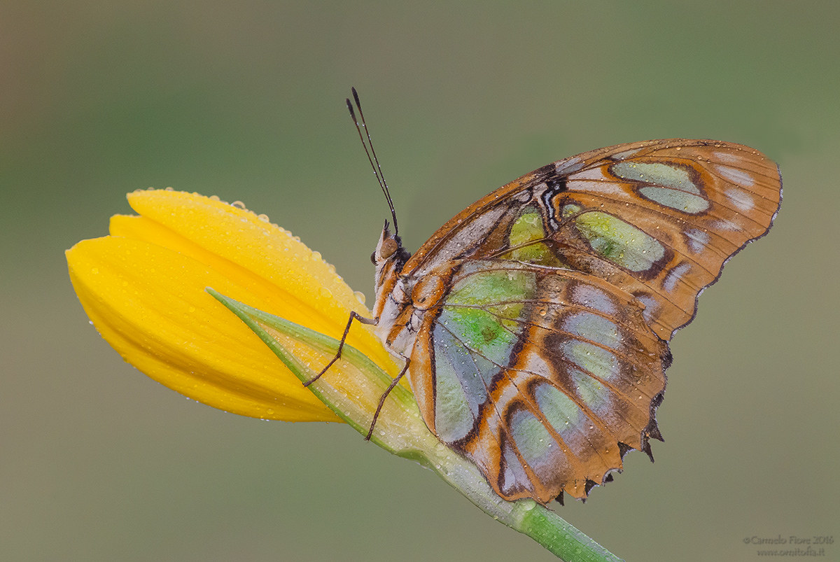 malachite butterfly - (Siproeta stelenes)