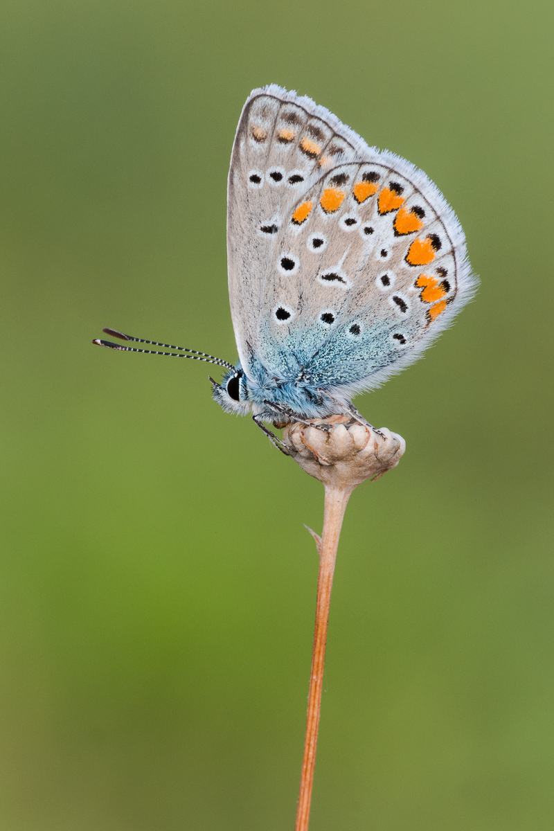 Polyommatus icarus ...