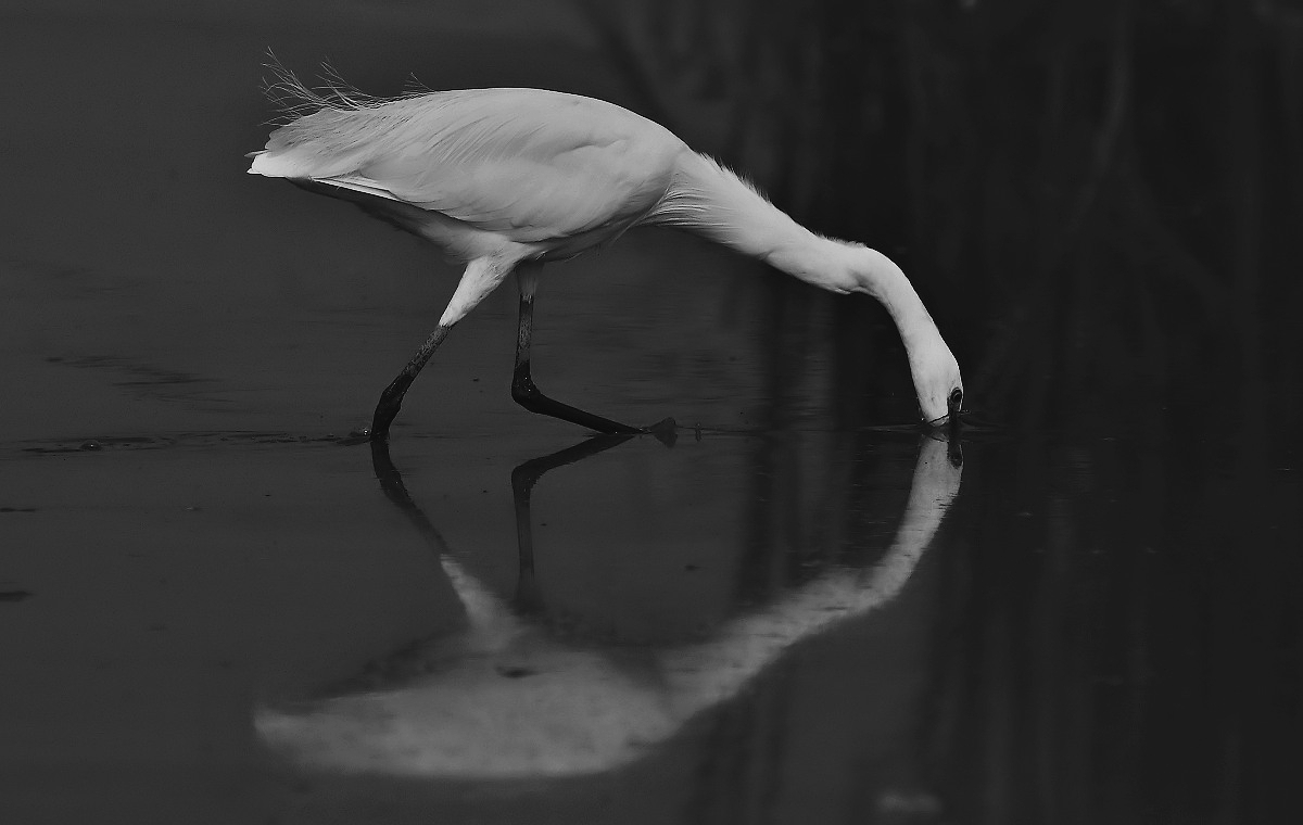 reflections in nature in B / W