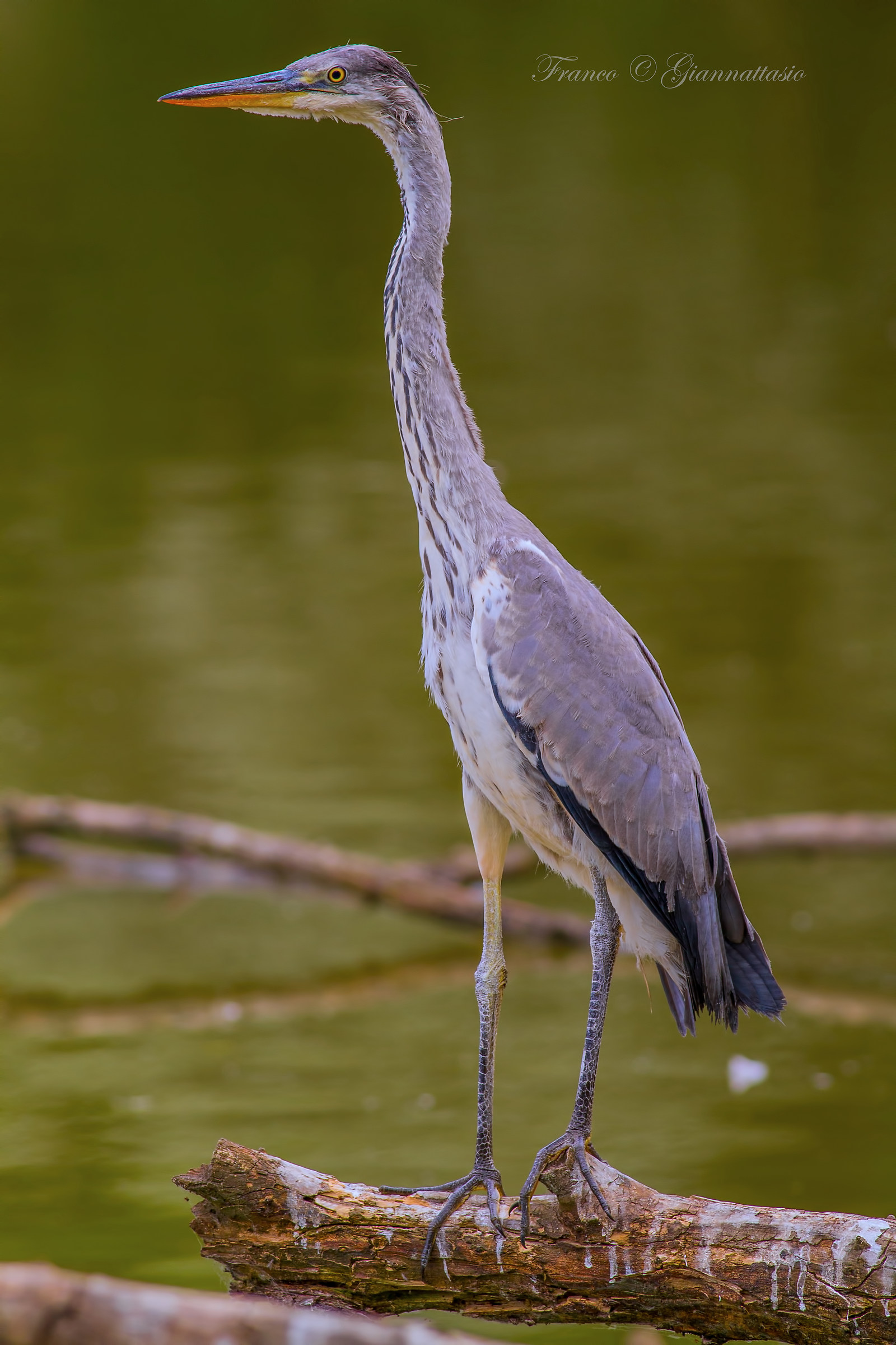 Heron at full resolution.