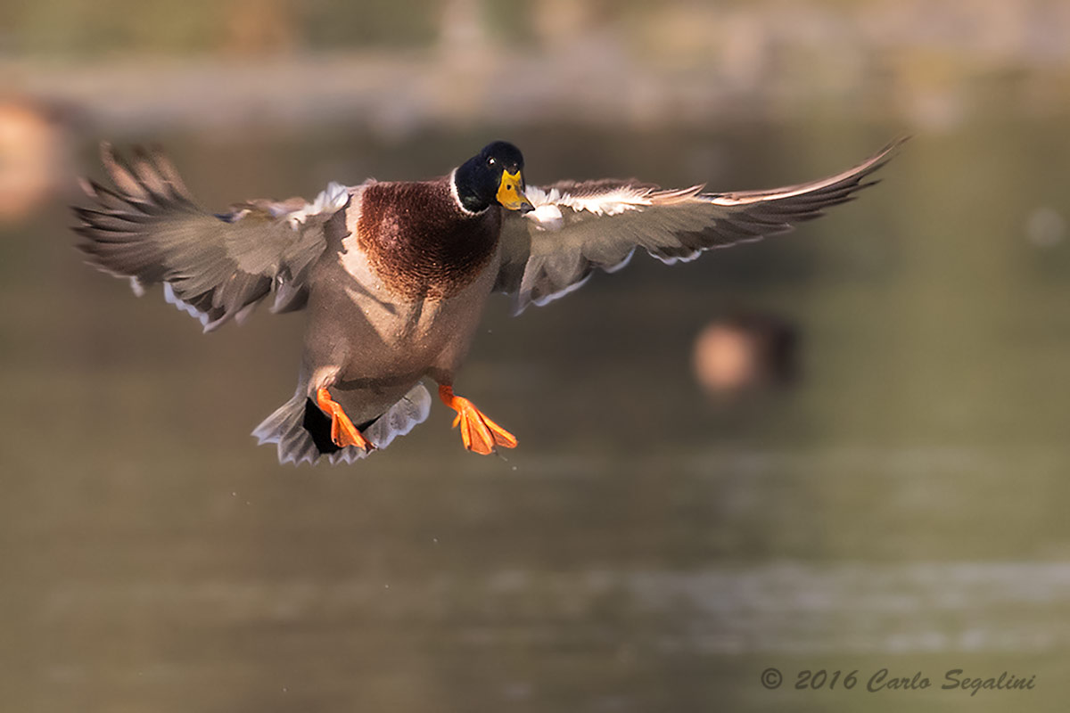L'atterraggio del Germano