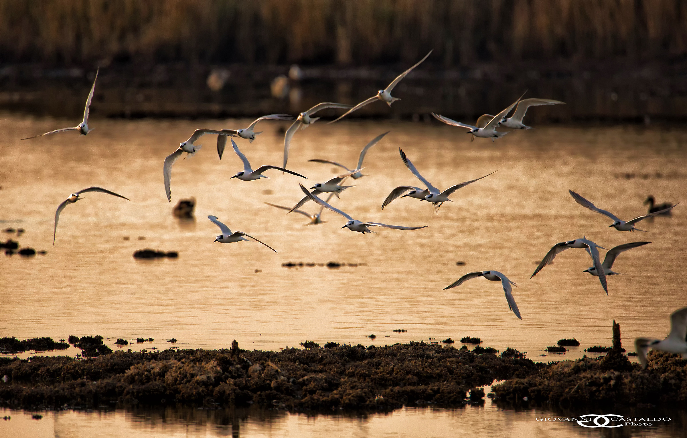 terns in flight