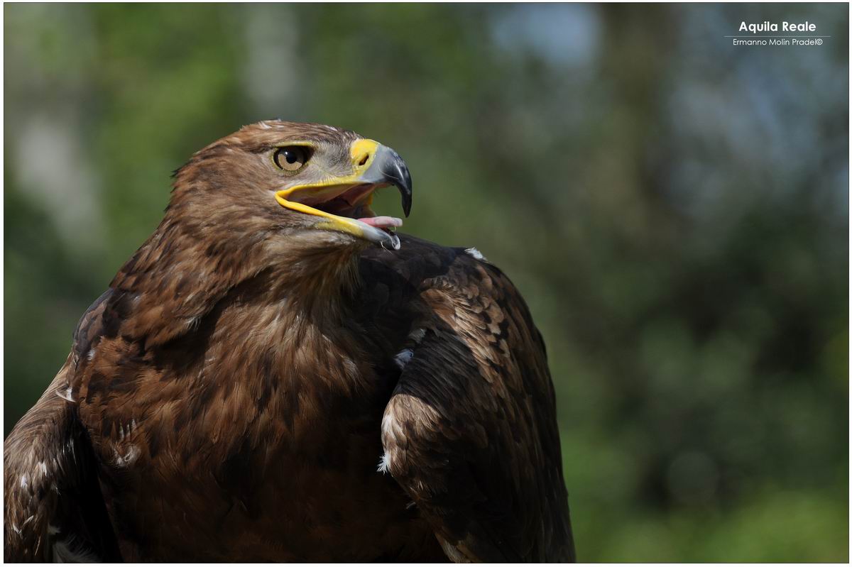 lo sguardo dell'aquila..