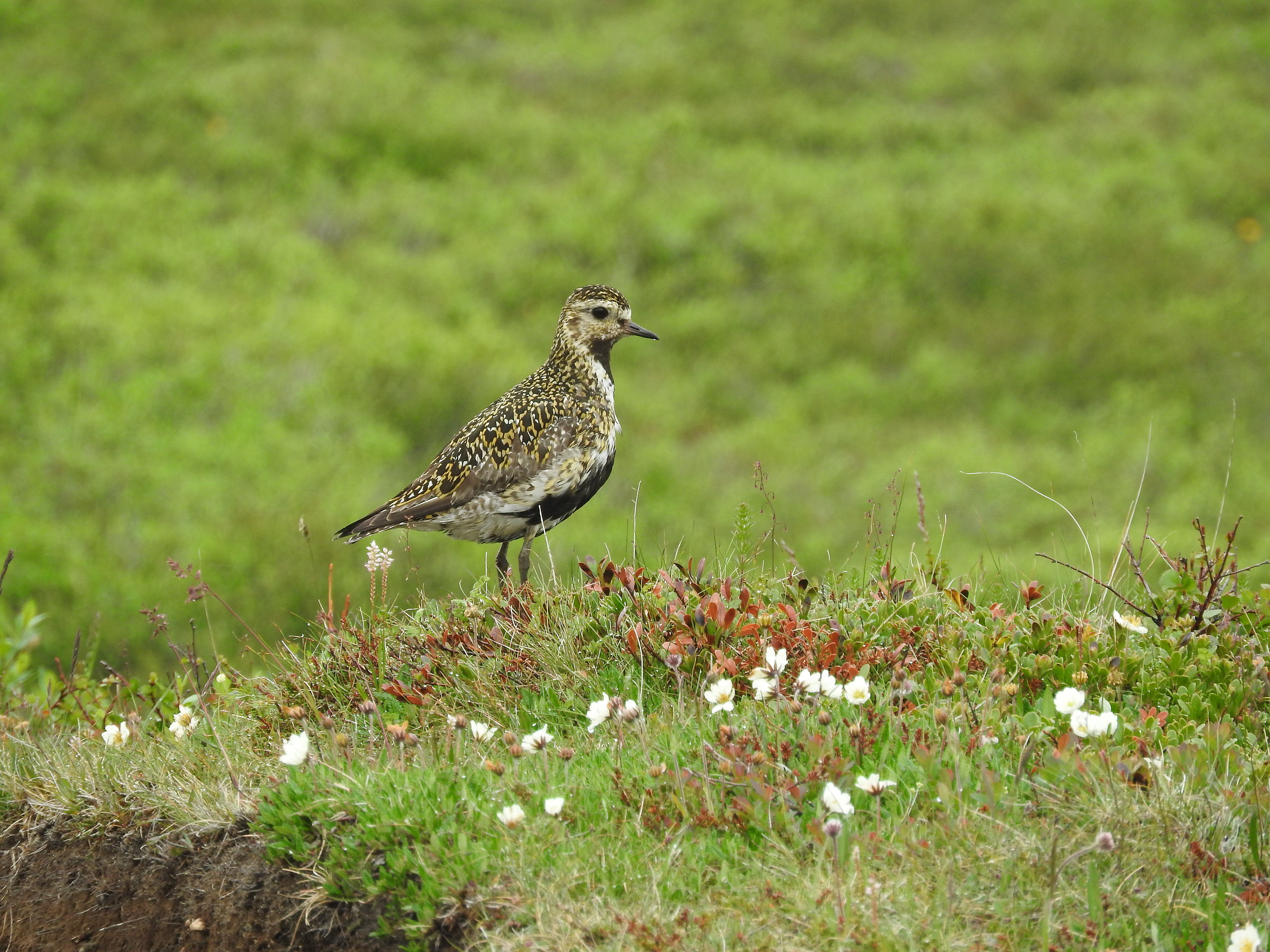 Avifauna Islandese 1