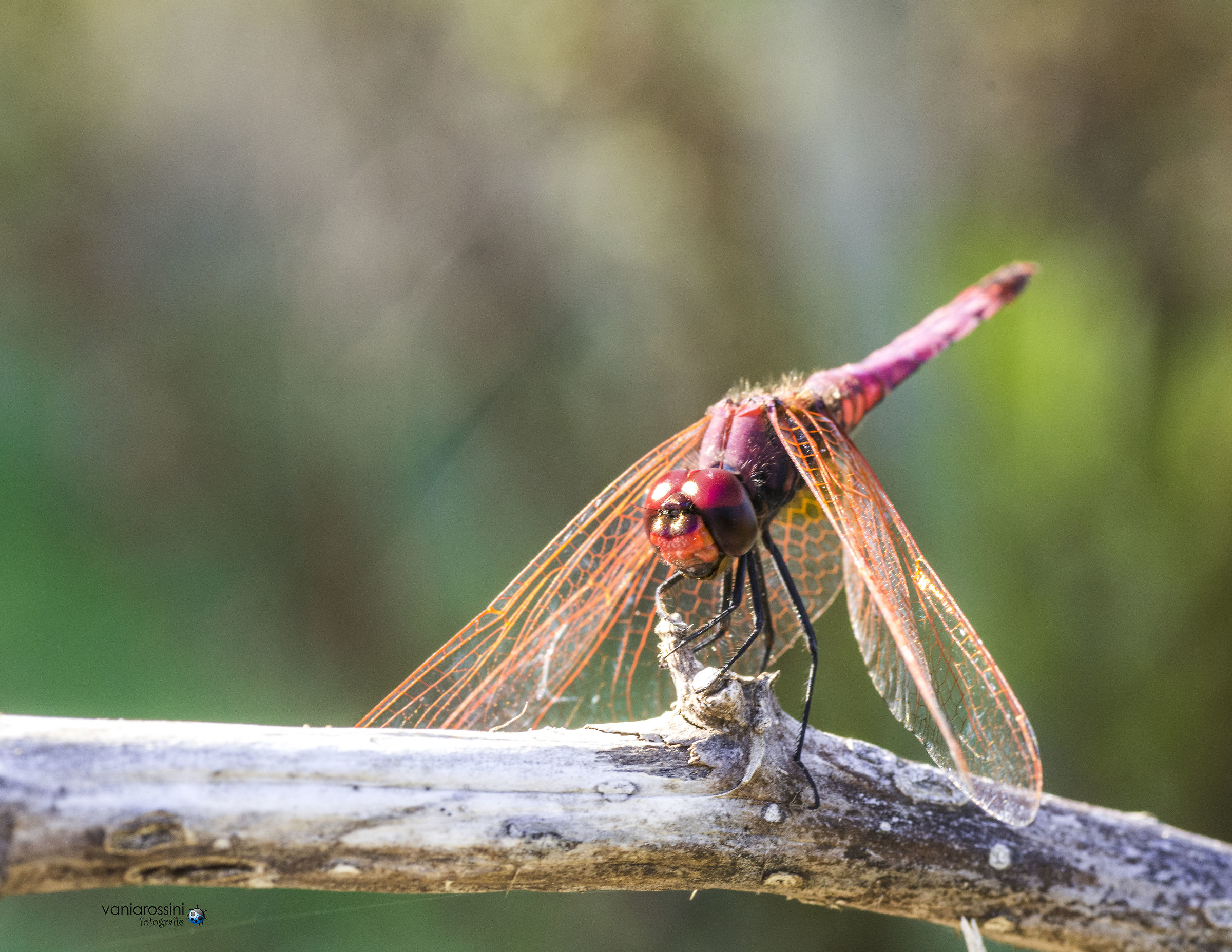 Red Dragonfly